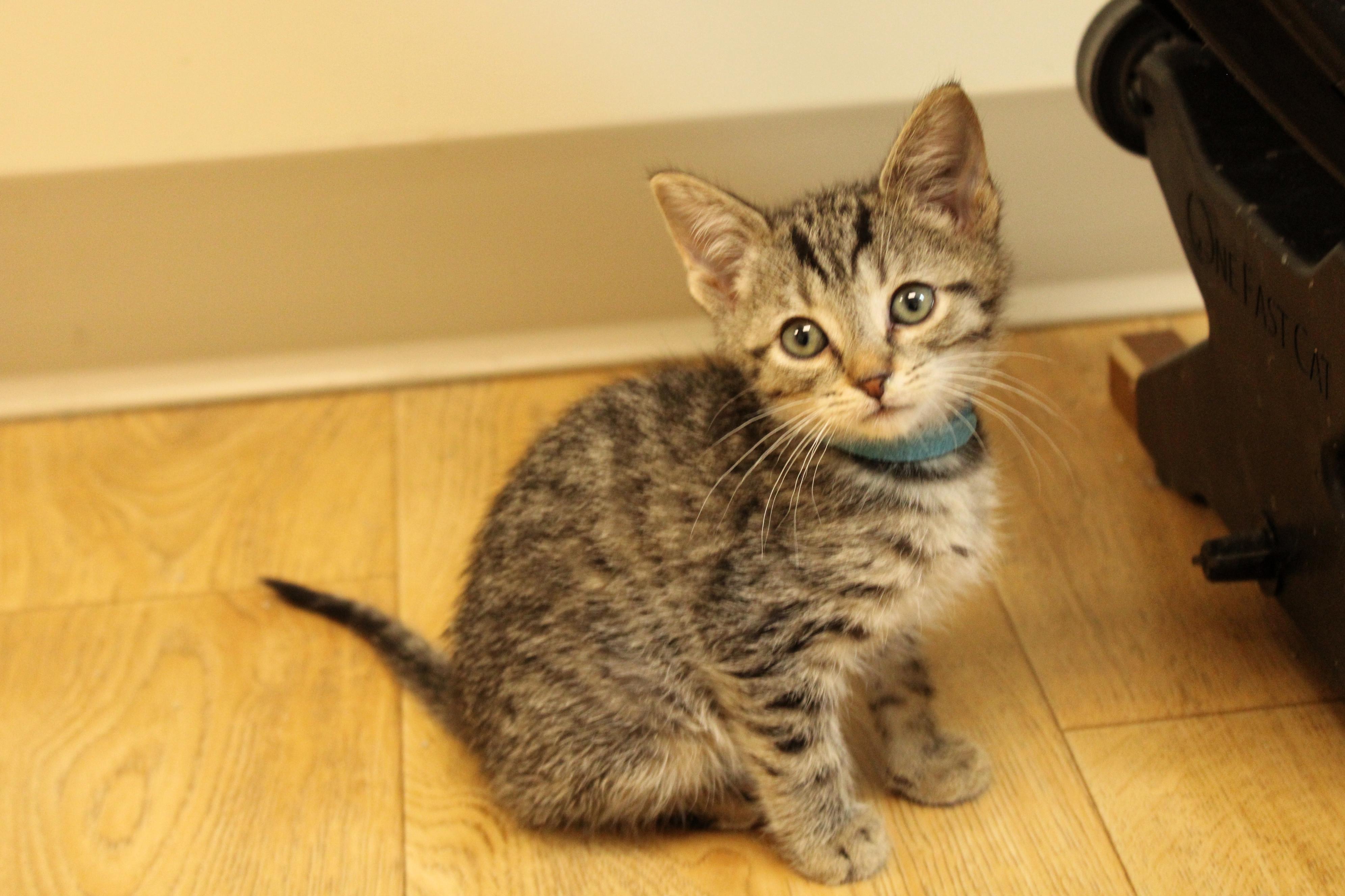 Milo
