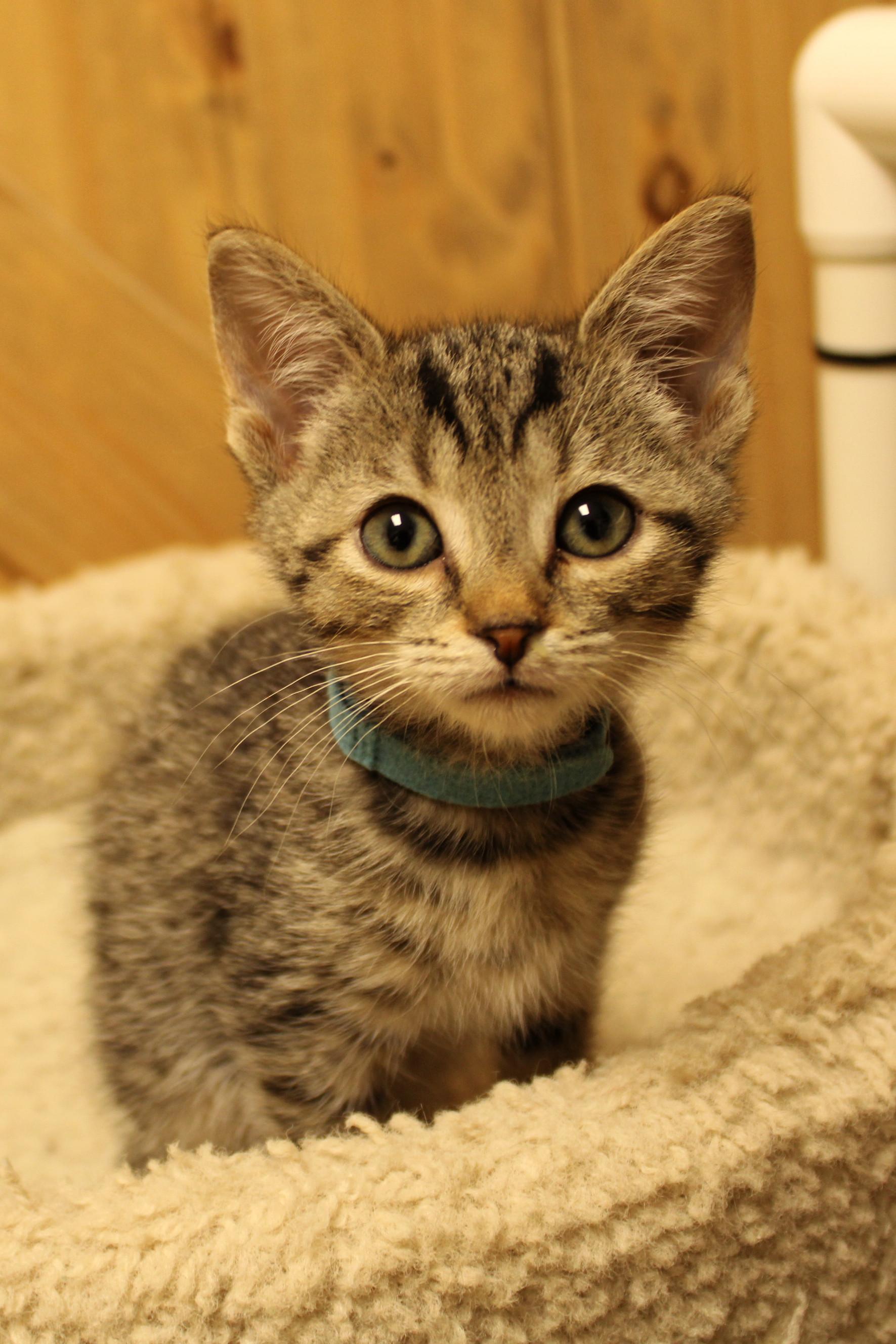 Milo