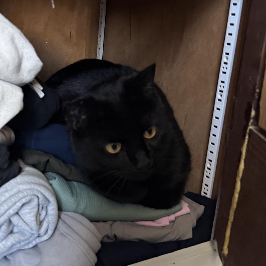 Enlarge Honey (A26-079), a Adoptable Domestic Short Hair in SANTA ROSA BEACH, FL image 1/1