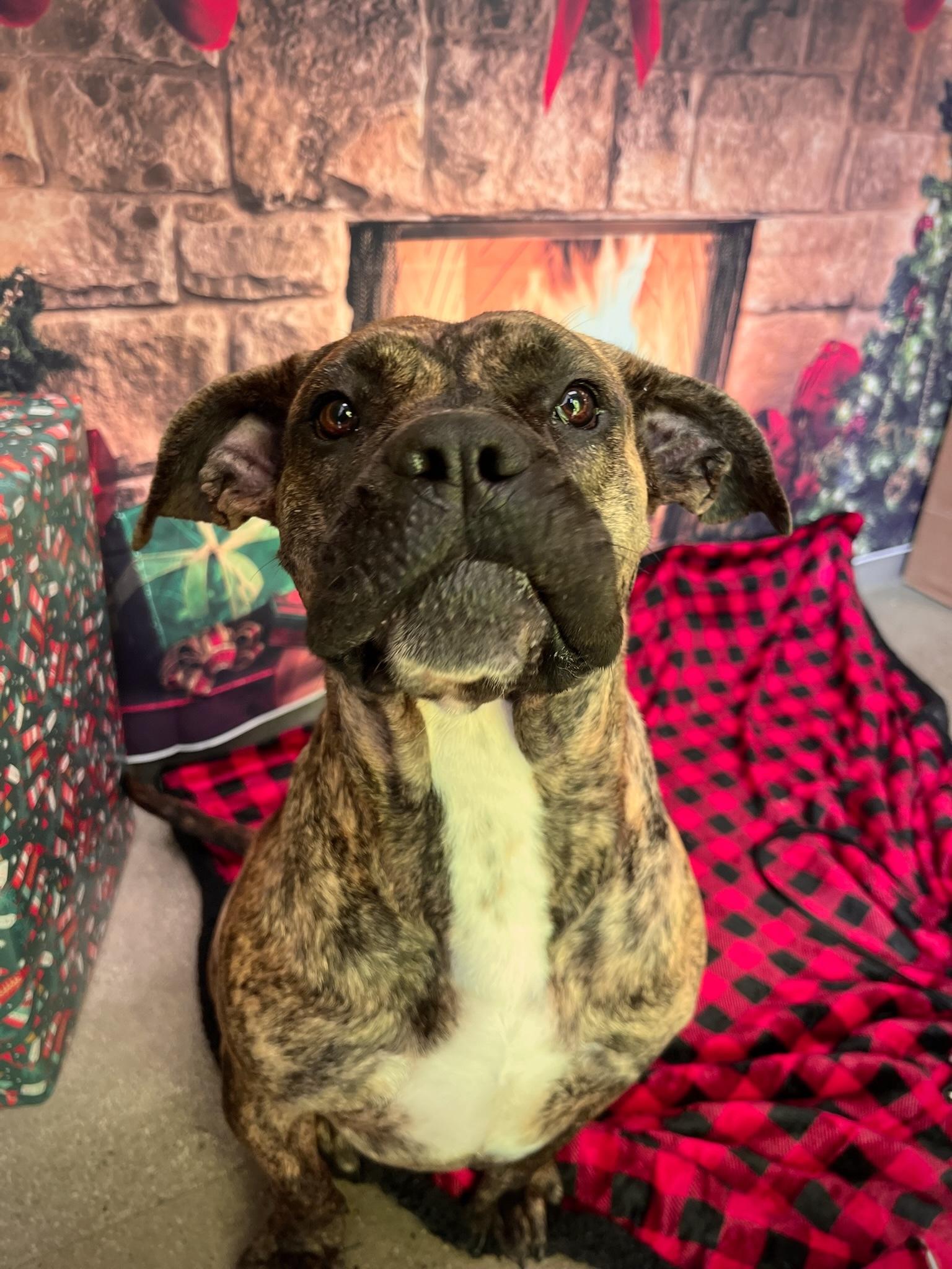 Enlarge Ginny, a Adoptable mixed breed in santa monica, CA image 2/6