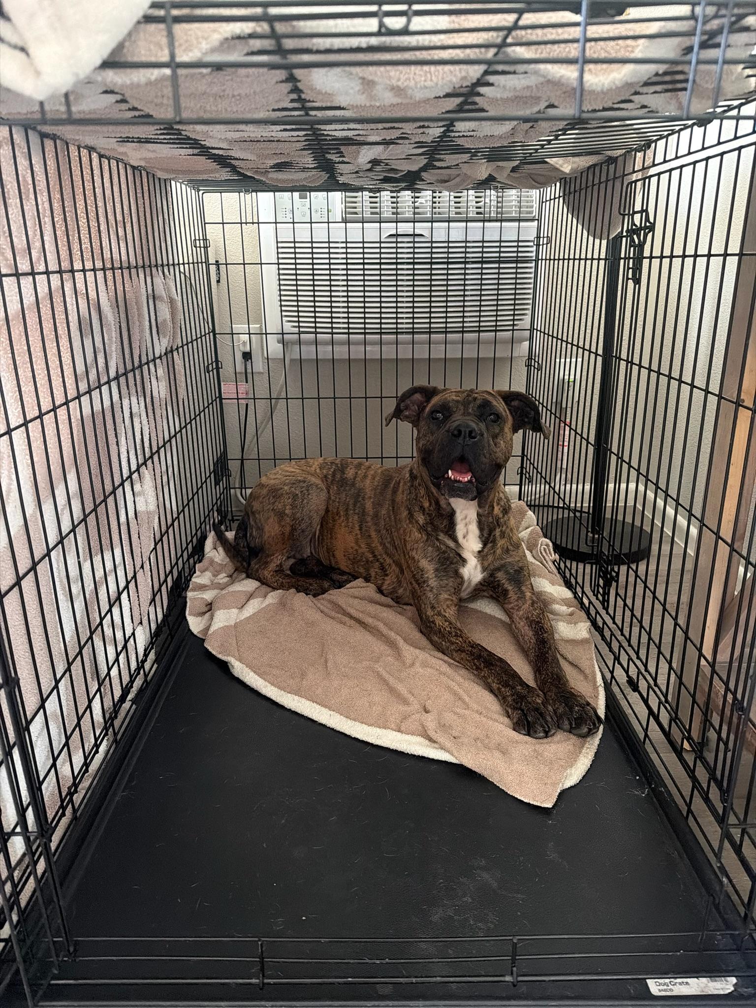 Enlarge Ginny, a Adoptable mixed breed in santa monica, CA image 6/6