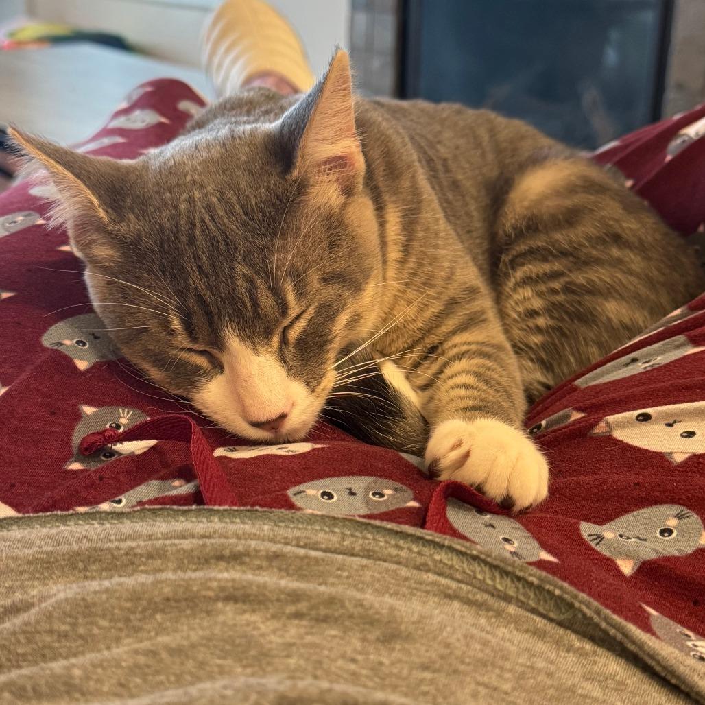 Gordo, Adoptable, Young Male Domestic Short Hair.