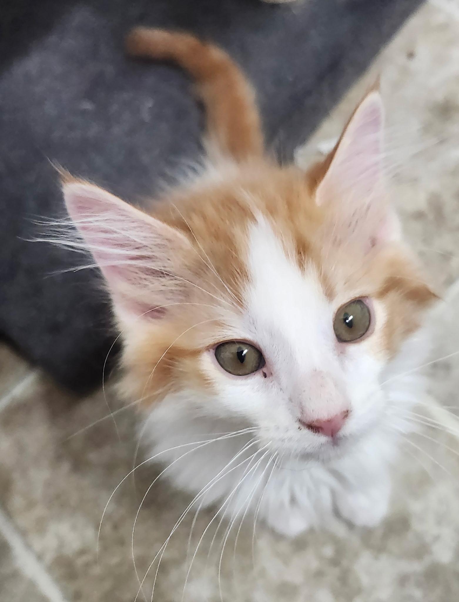 Grover, Adopted, Young Male Domestic Long Hair.