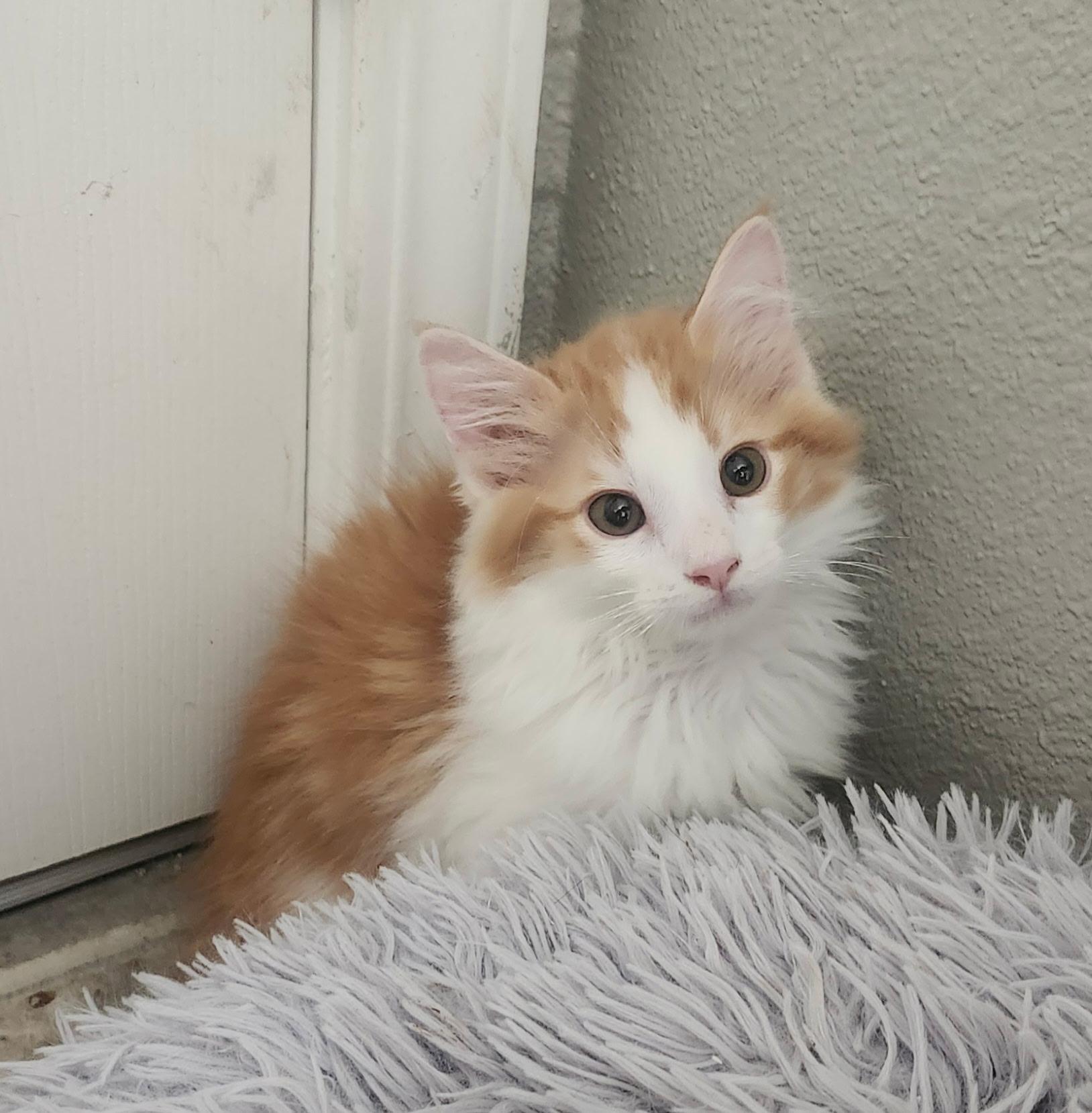 Enlarge Grover, a Adopted Domestic Long Hair in Rio Linda, CA image 3/4