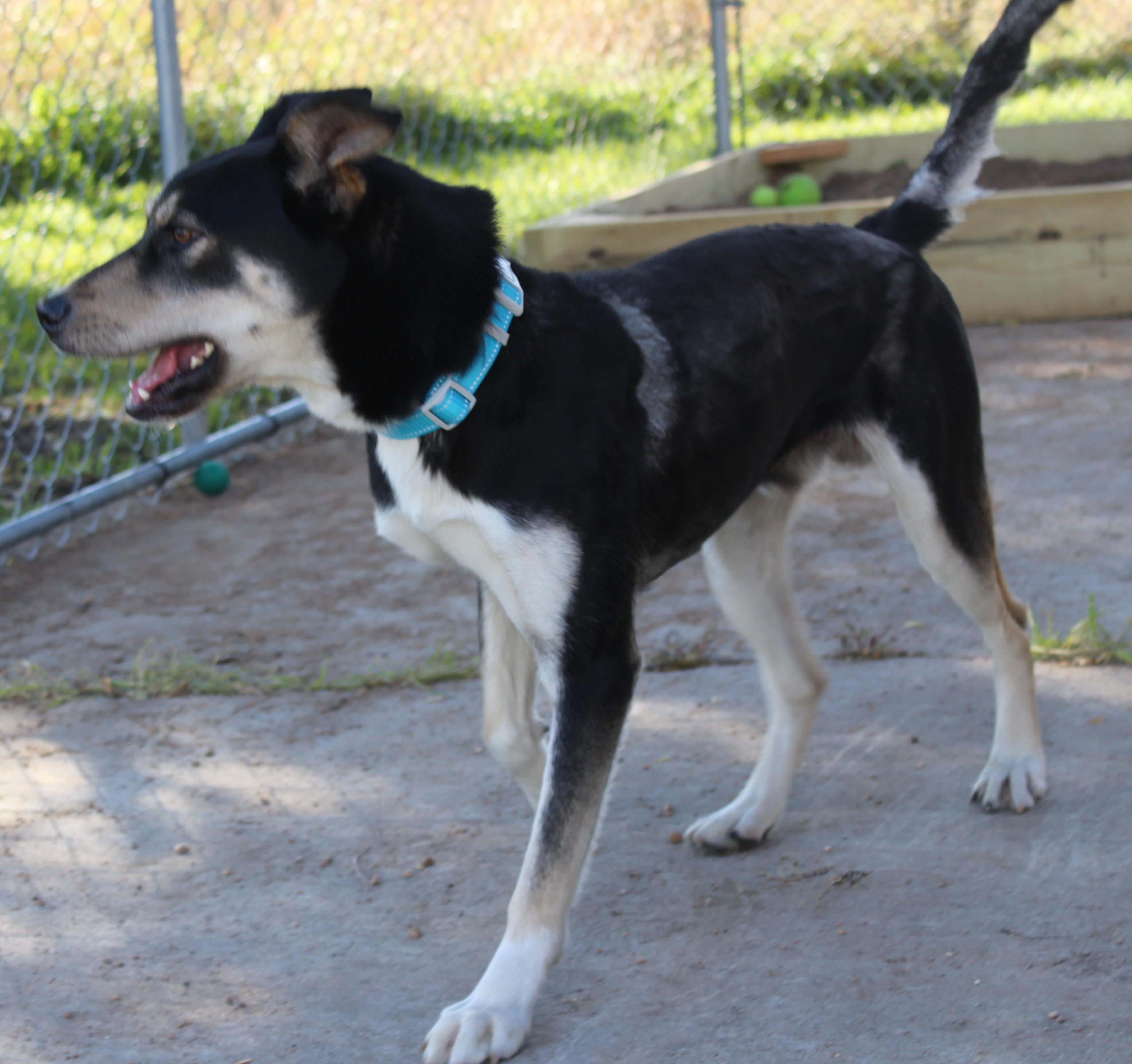 Harley, adoptable, Adult Male German Shepherd Dog.