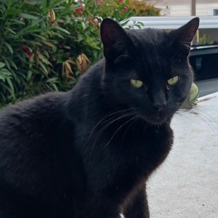 BeeCee, Adoptable, Adult Male Domestic Short Hair.