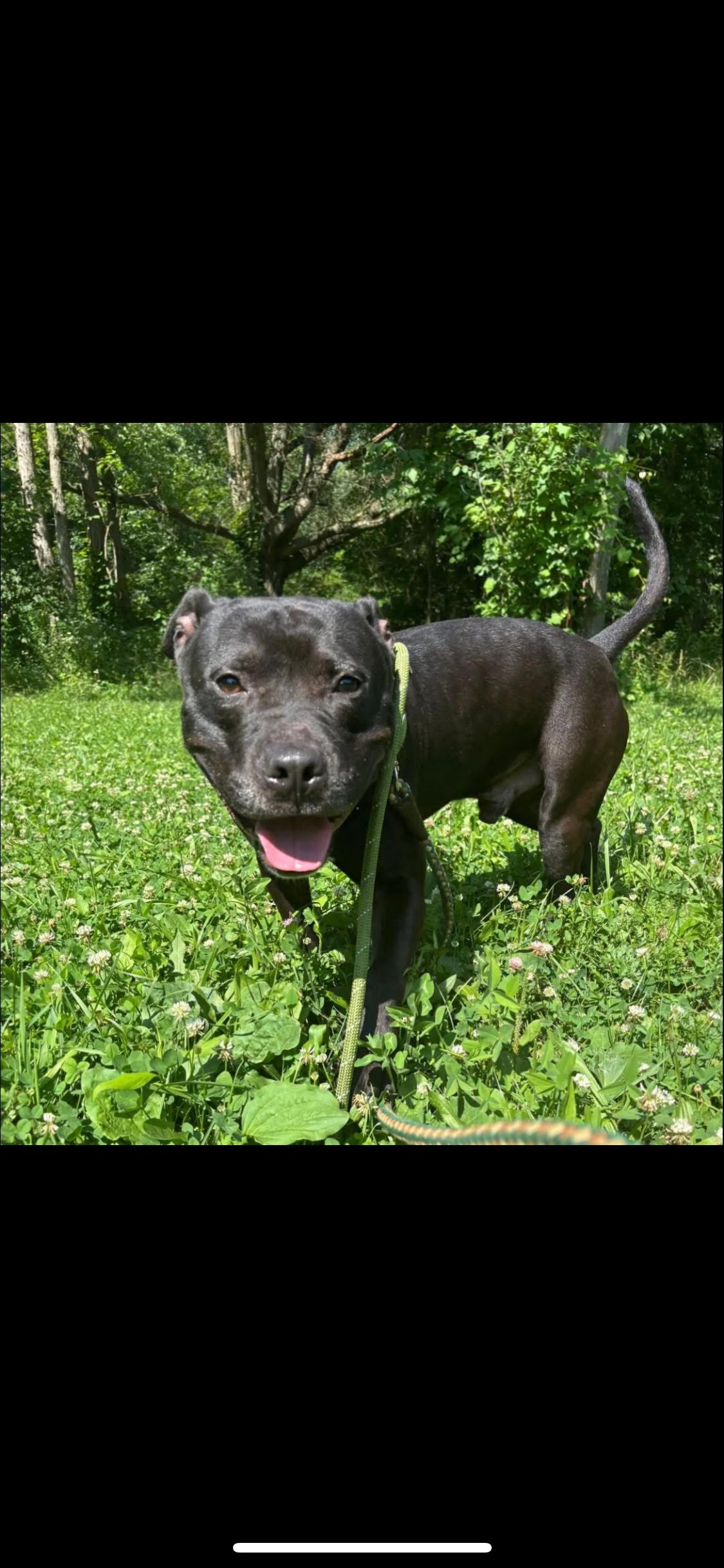 Enlarge Enzo, a Adoptable mixed breed in Warren, OH image 1/1