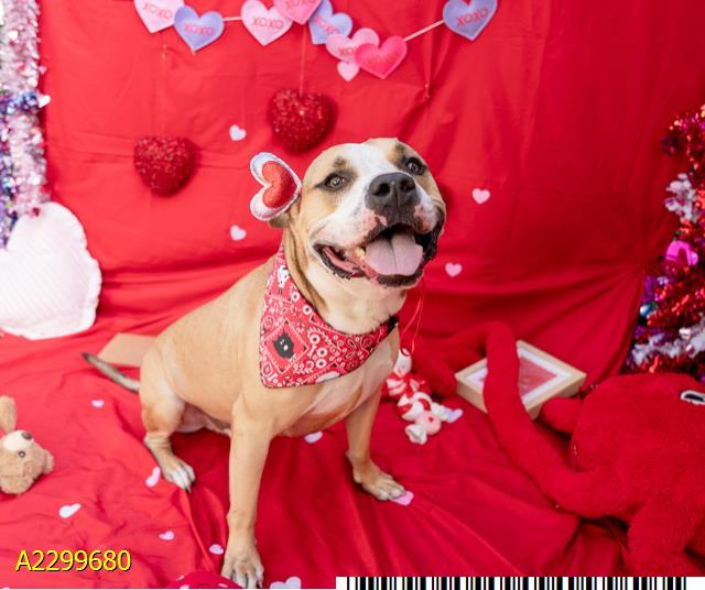 THOR, Adoptable, Adult Male Mixed Breed.