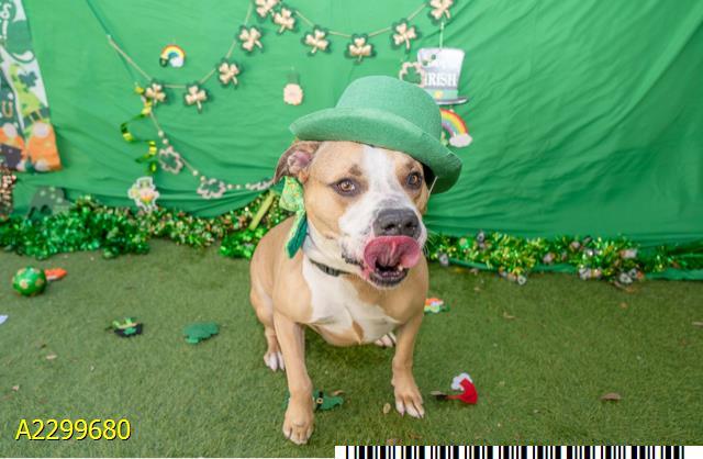 Enlarge THOR, a Adoptable Mixed Breed in West Palm Beach, FL image 1/1
