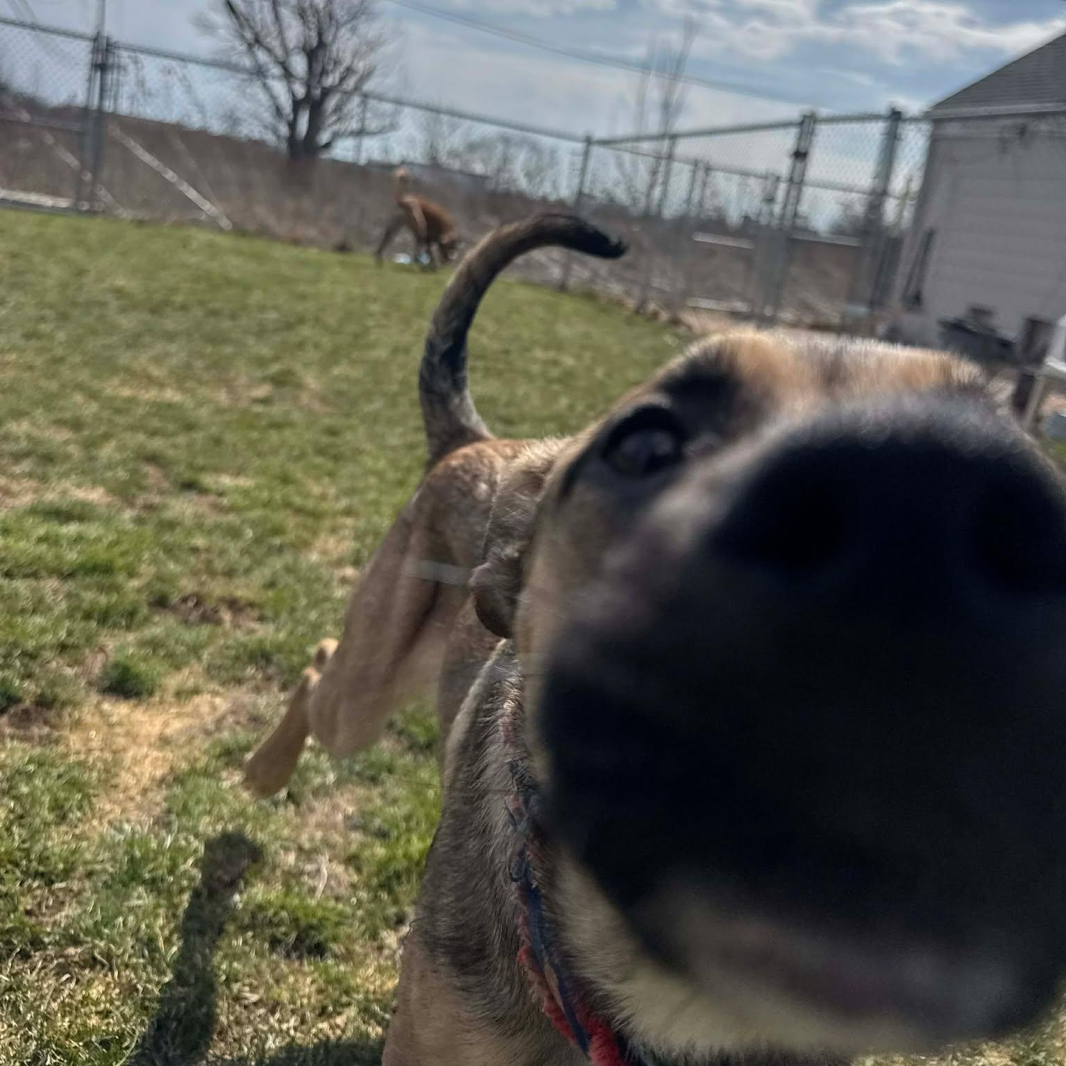 Enlarge Nadya Lady, an adopted mixed breed in Rochester, NY image 3/6