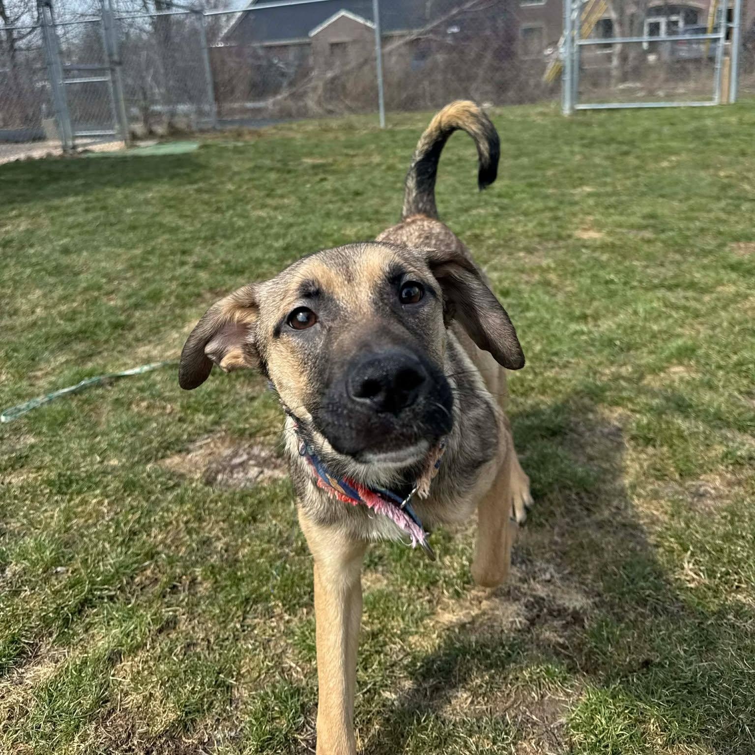Enlarge Nadya Lady, an adopted mixed breed in Rochester, NY image 1/6