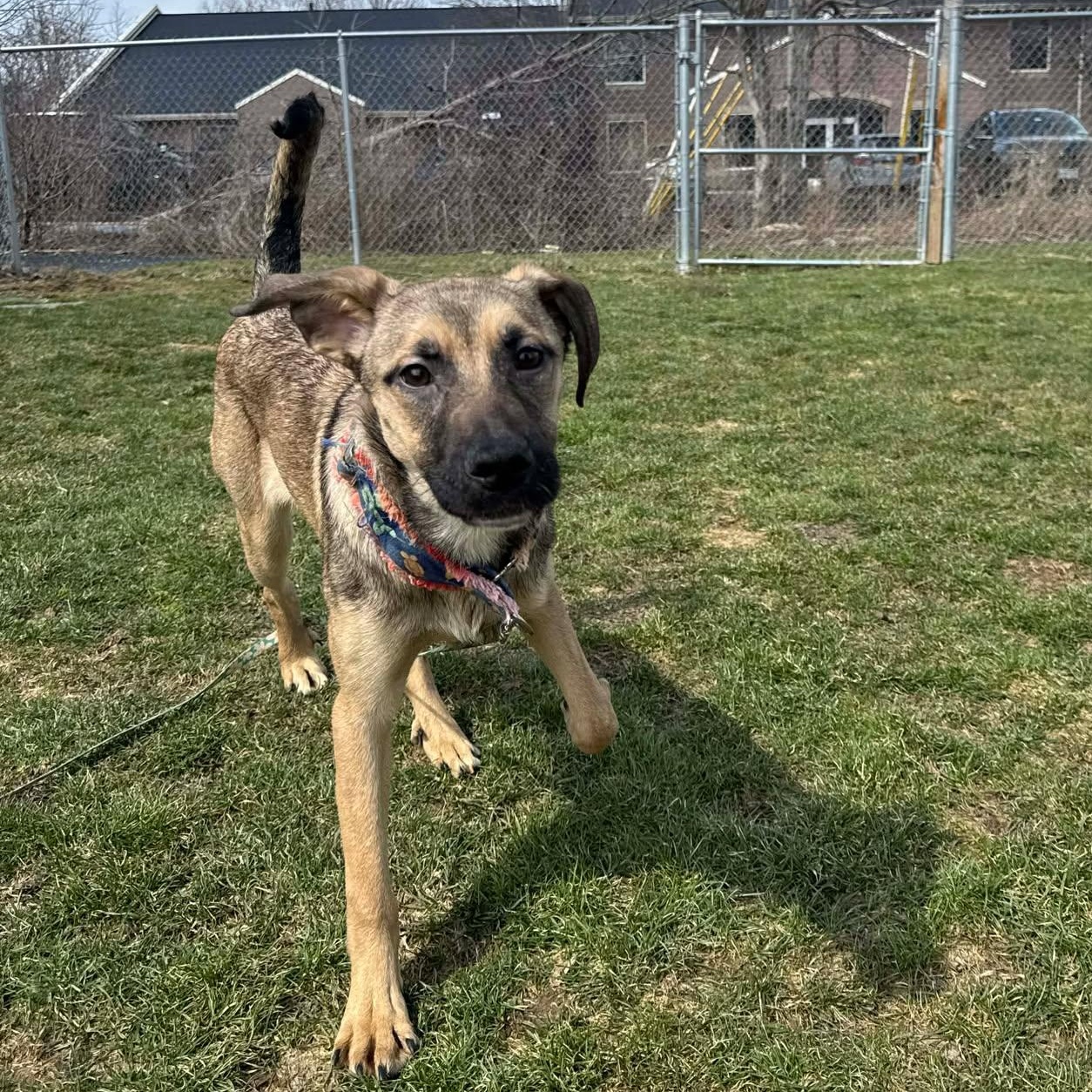 Enlarge Nadya Lady, an adopted mixed breed in Rochester, NY image 4/6