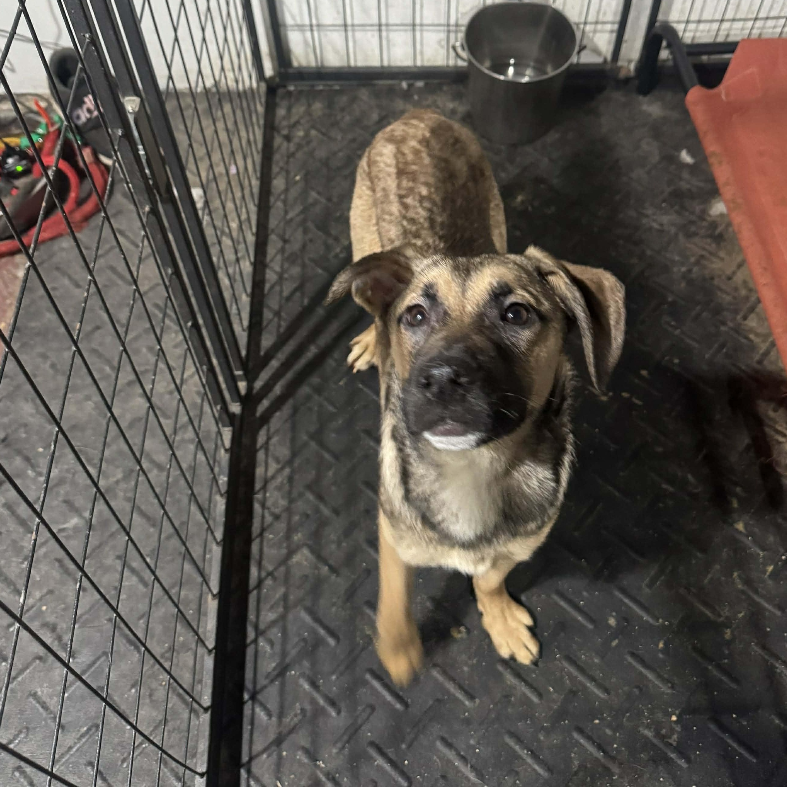 Enlarge Nadya Lady, an adopted mixed breed in Rochester, NY image 2/6