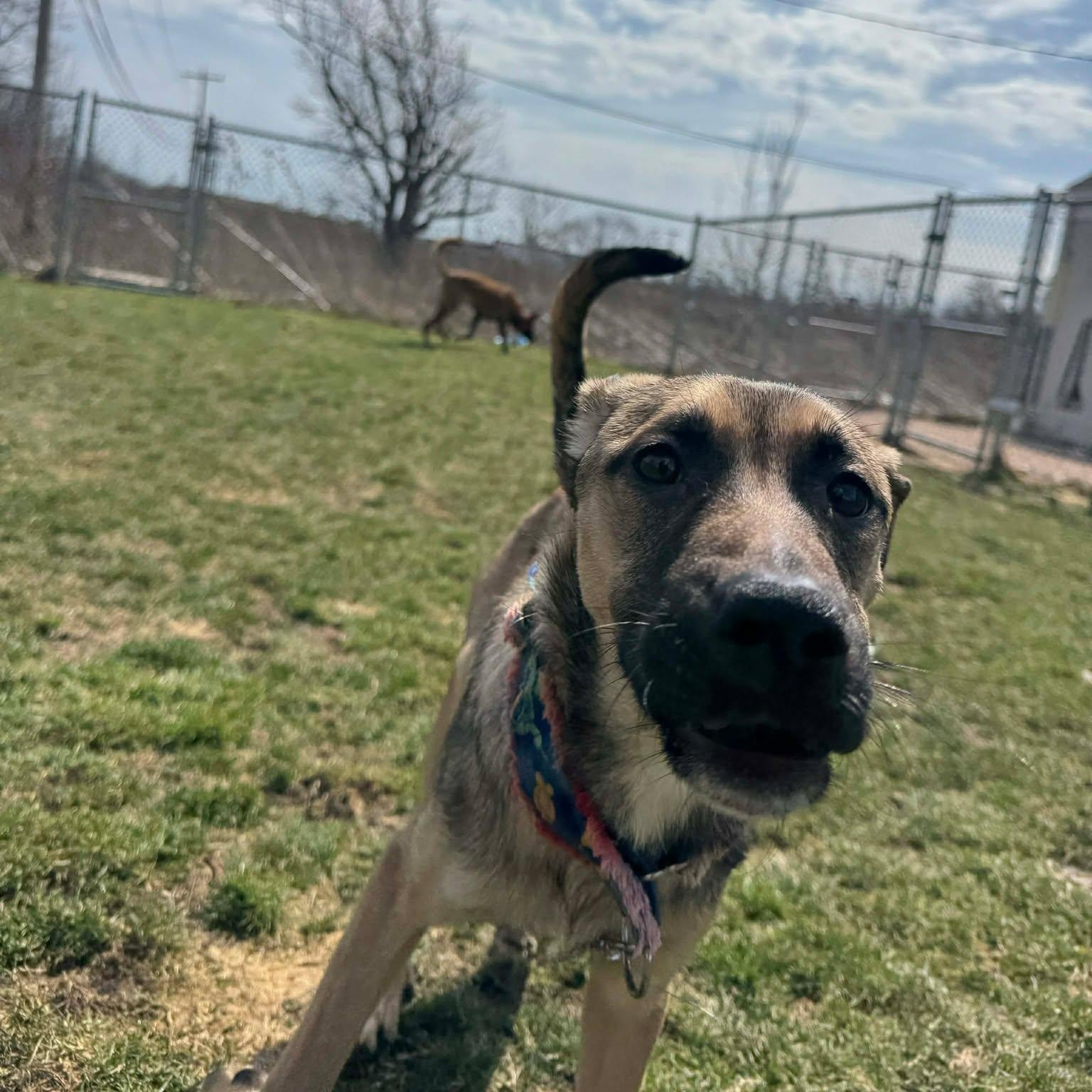 Enlarge Nadya Lady, an adopted mixed breed in Rochester, NY image 5/6