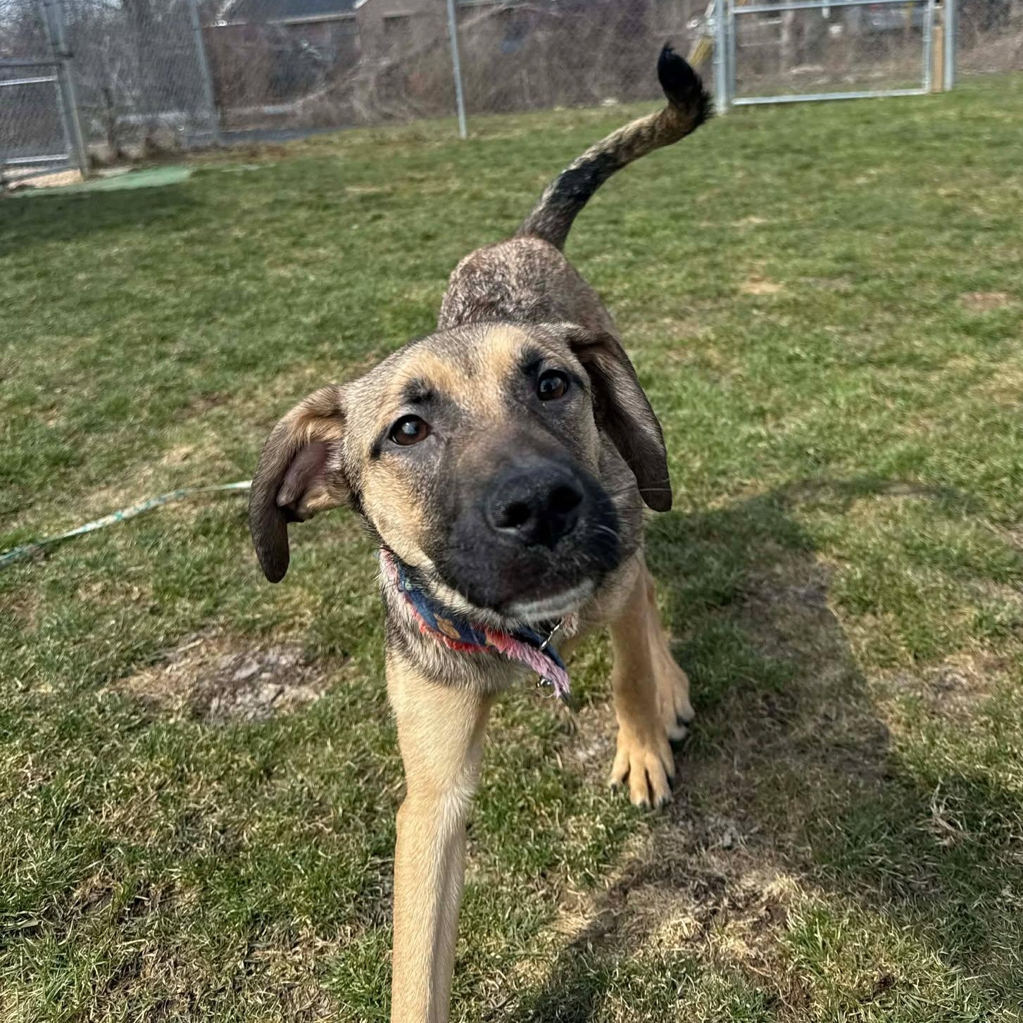 Enlarge Nadya Lady, an adopted mixed breed in Rochester, NY image 6/6