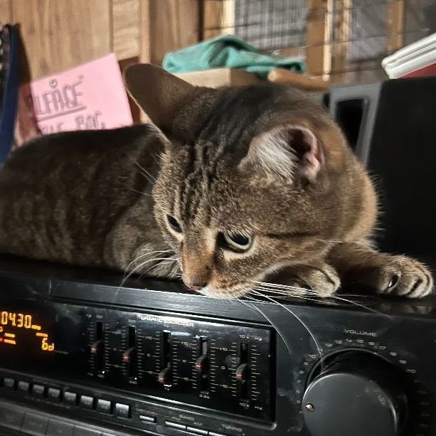 Terri, a Adoptable mixed breed in East Elmhurst, NY image 1/14