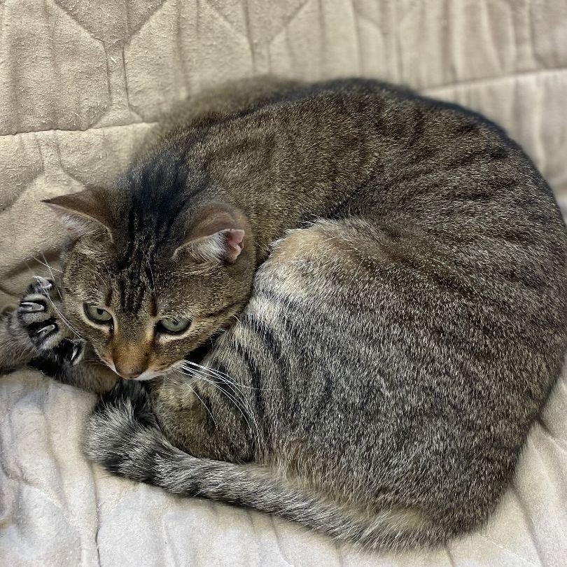 Terri, a Adoptable mixed breed in East Elmhurst, NY image 2/14