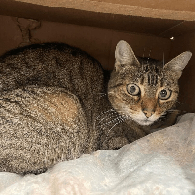 Terri, a Adoptable mixed breed in East Elmhurst, NY image 3/14