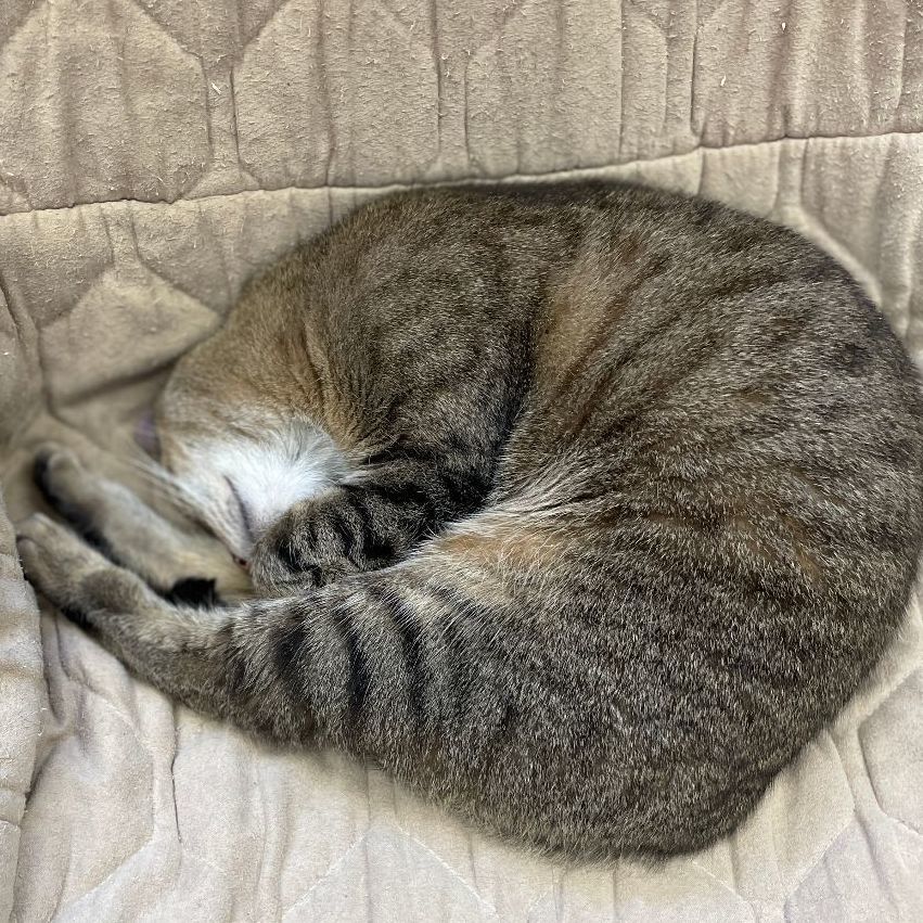 Terri, a Adoptable mixed breed in East Elmhurst, NY image 4/14