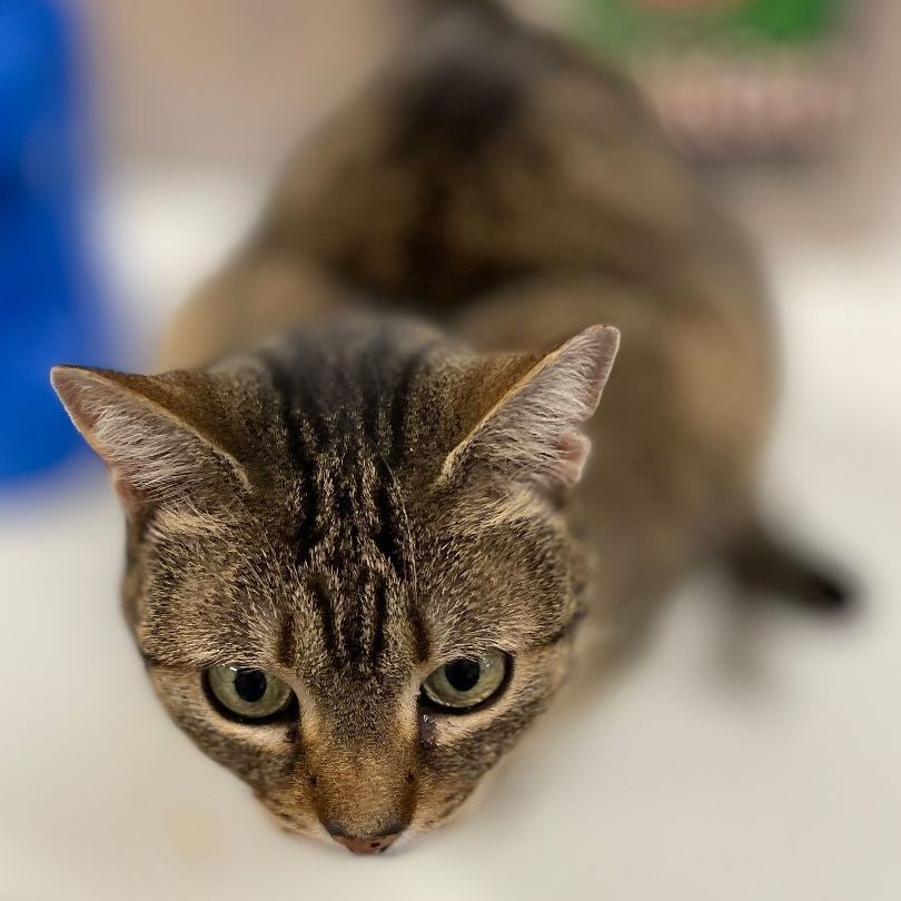 Terri, a Adoptable mixed breed in East Elmhurst, NY image 5/14