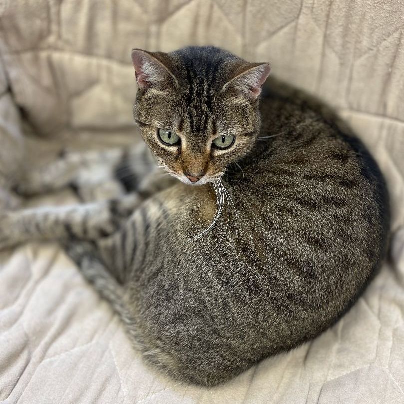 Terri, a Adoptable mixed breed in East Elmhurst, NY image 6/14