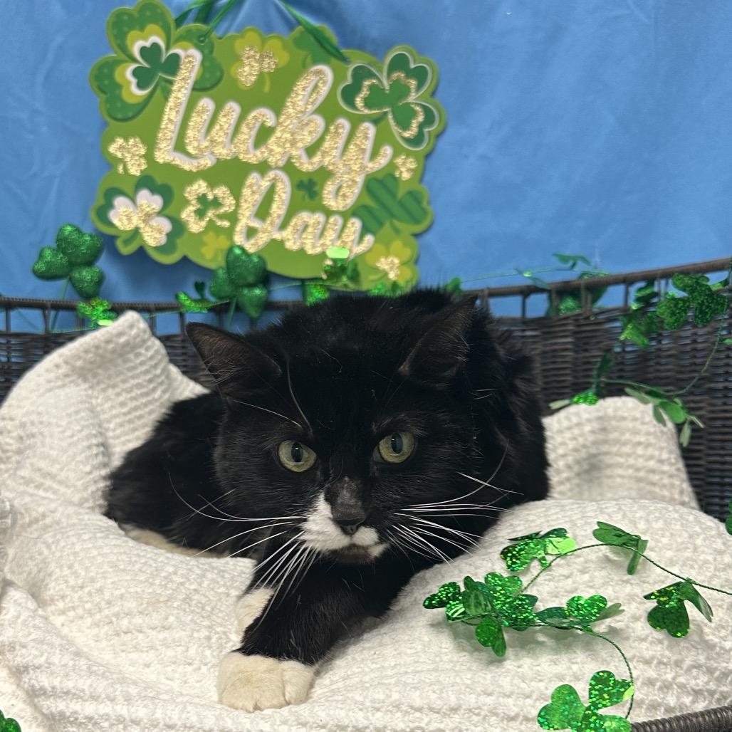 Morgan, Adoptable, Adult Female Domestic Short Hair.