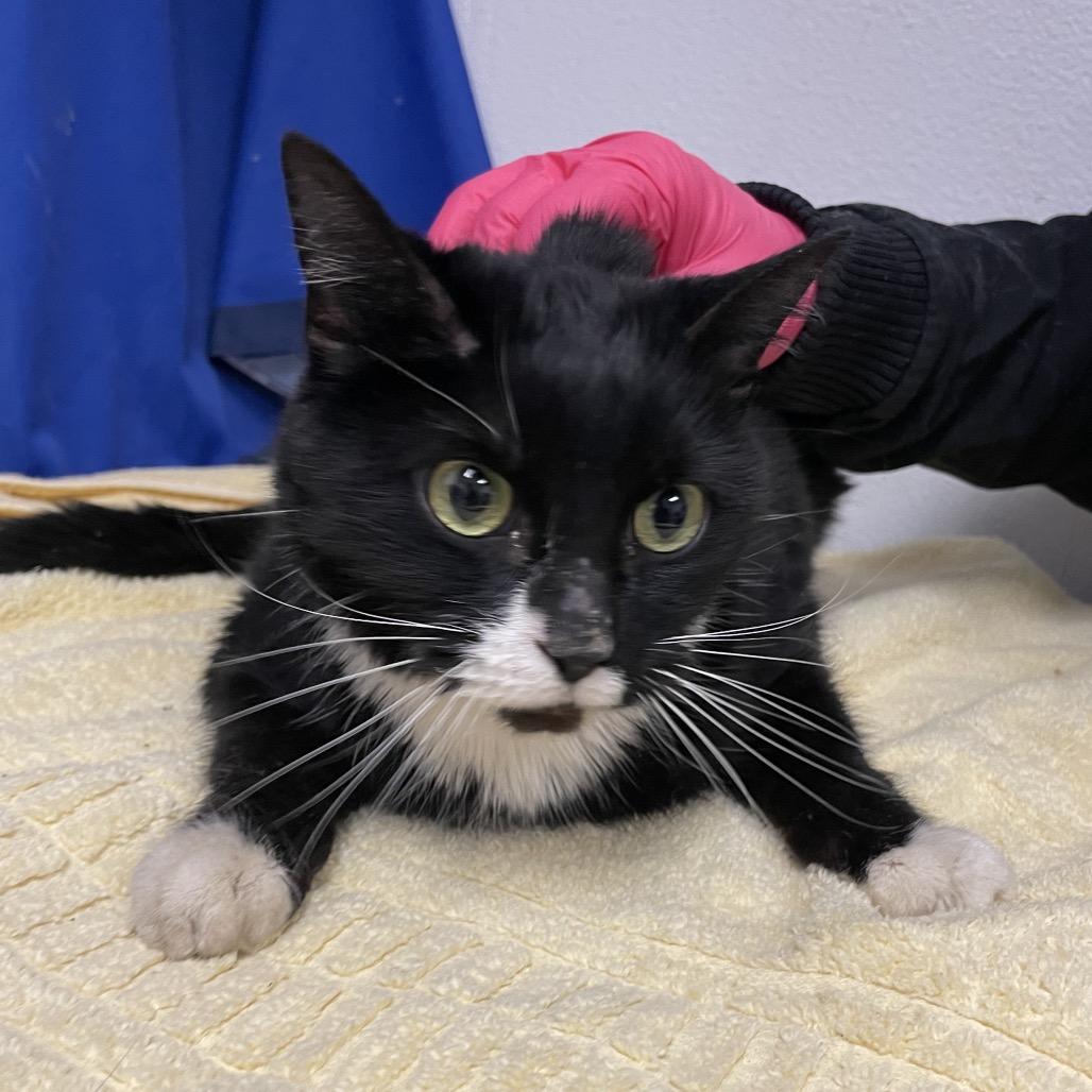 Enlarge Morgan, a Adoptable Domestic Short Hair in Henderson, NV image 2/2