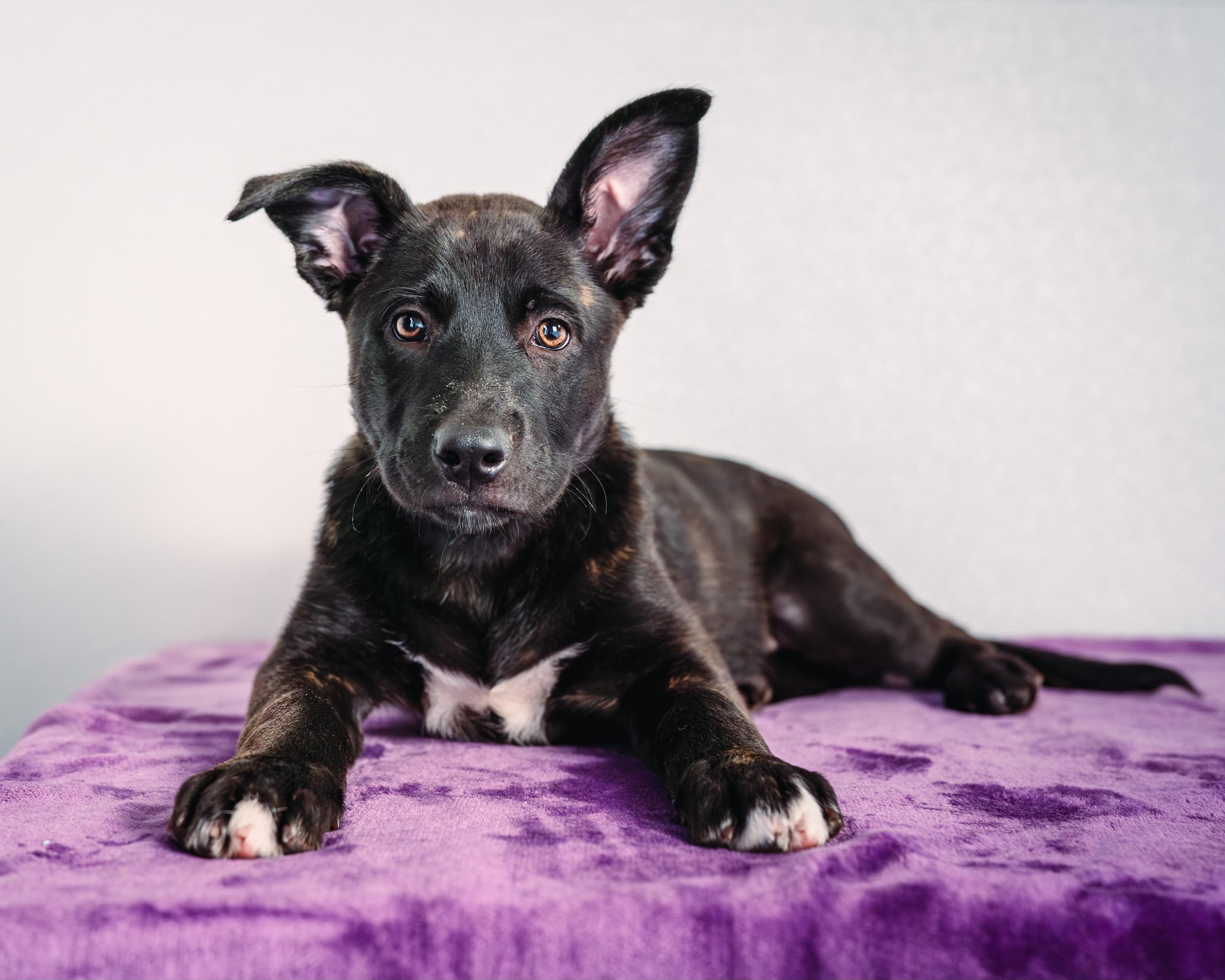 Willow , adopted, Puppy Female German Shepherd Dog.