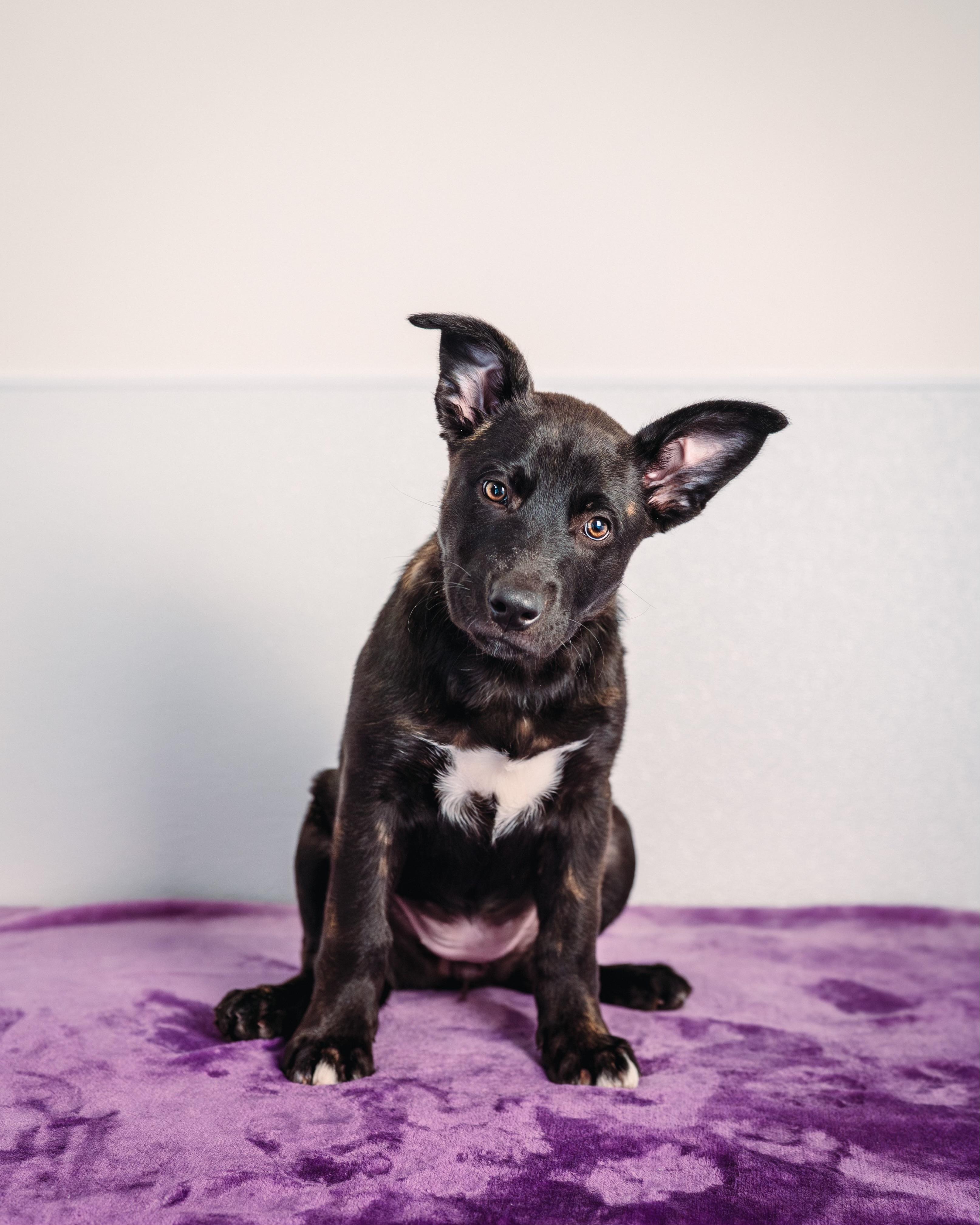 Enlarge Willow , an adopted mixed breed in Avon, CT image 3/6