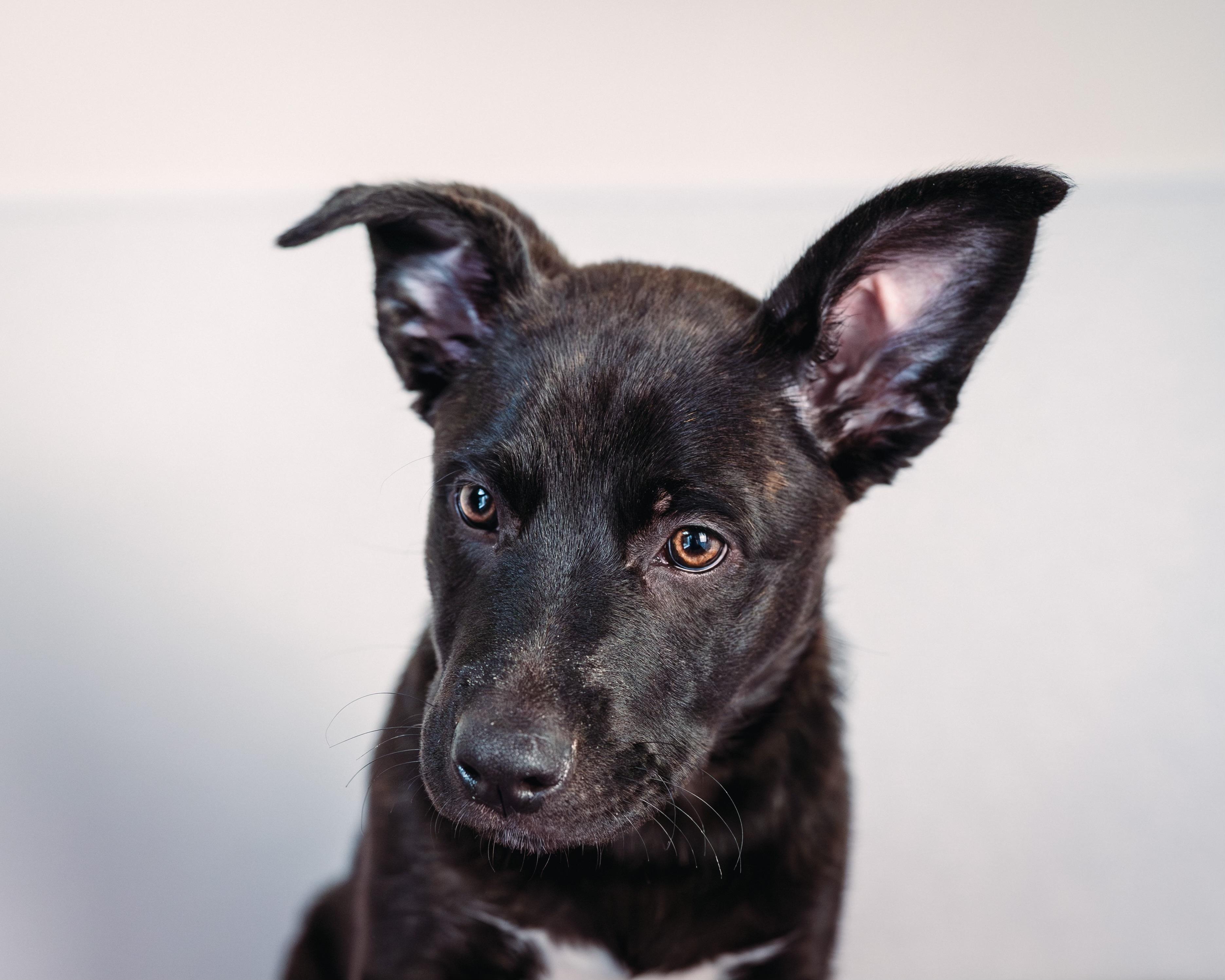 Enlarge Willow , an adopted mixed breed in Avon, CT image 5/6