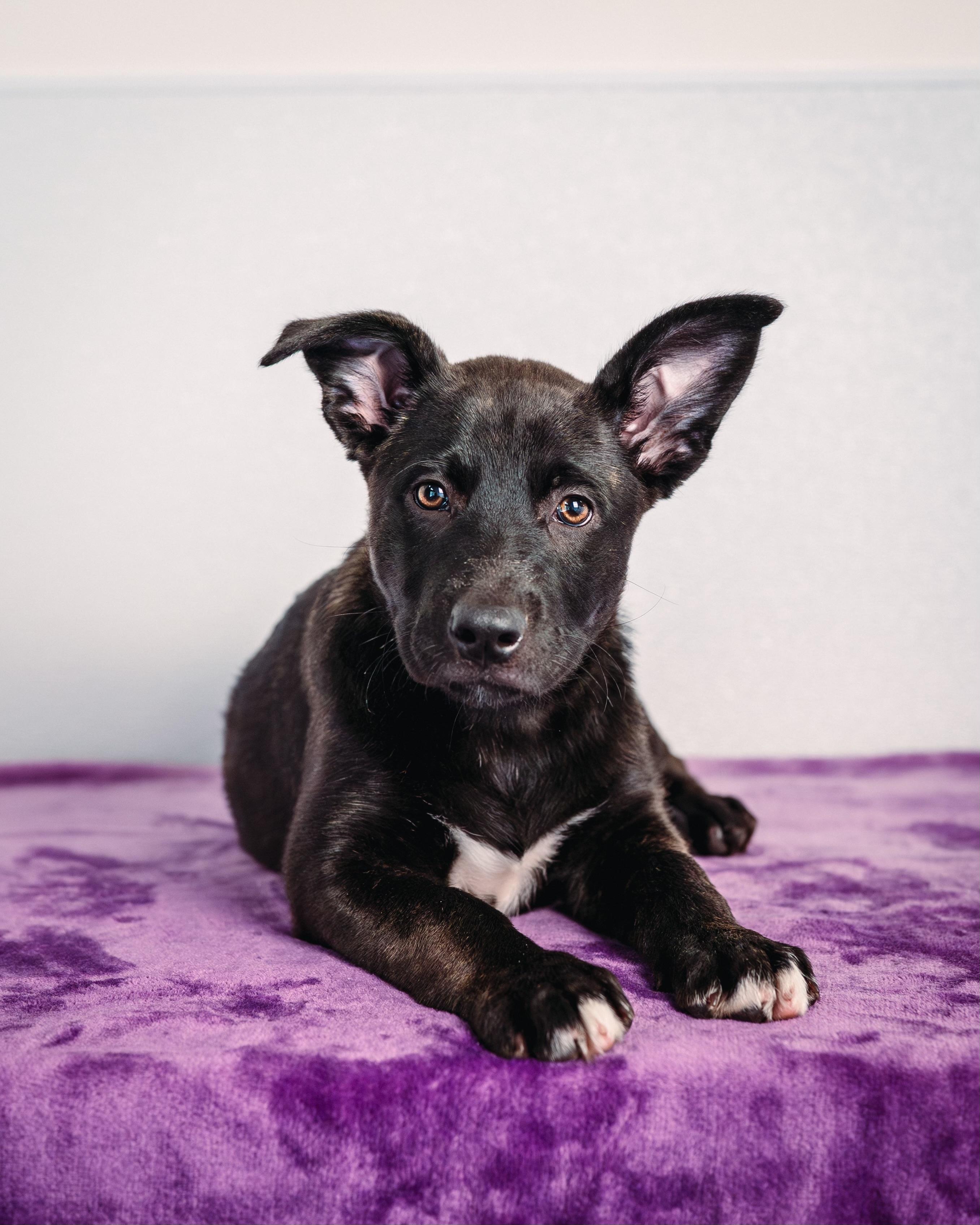 Enlarge Willow , an adopted mixed breed in Avon, CT image 6/6