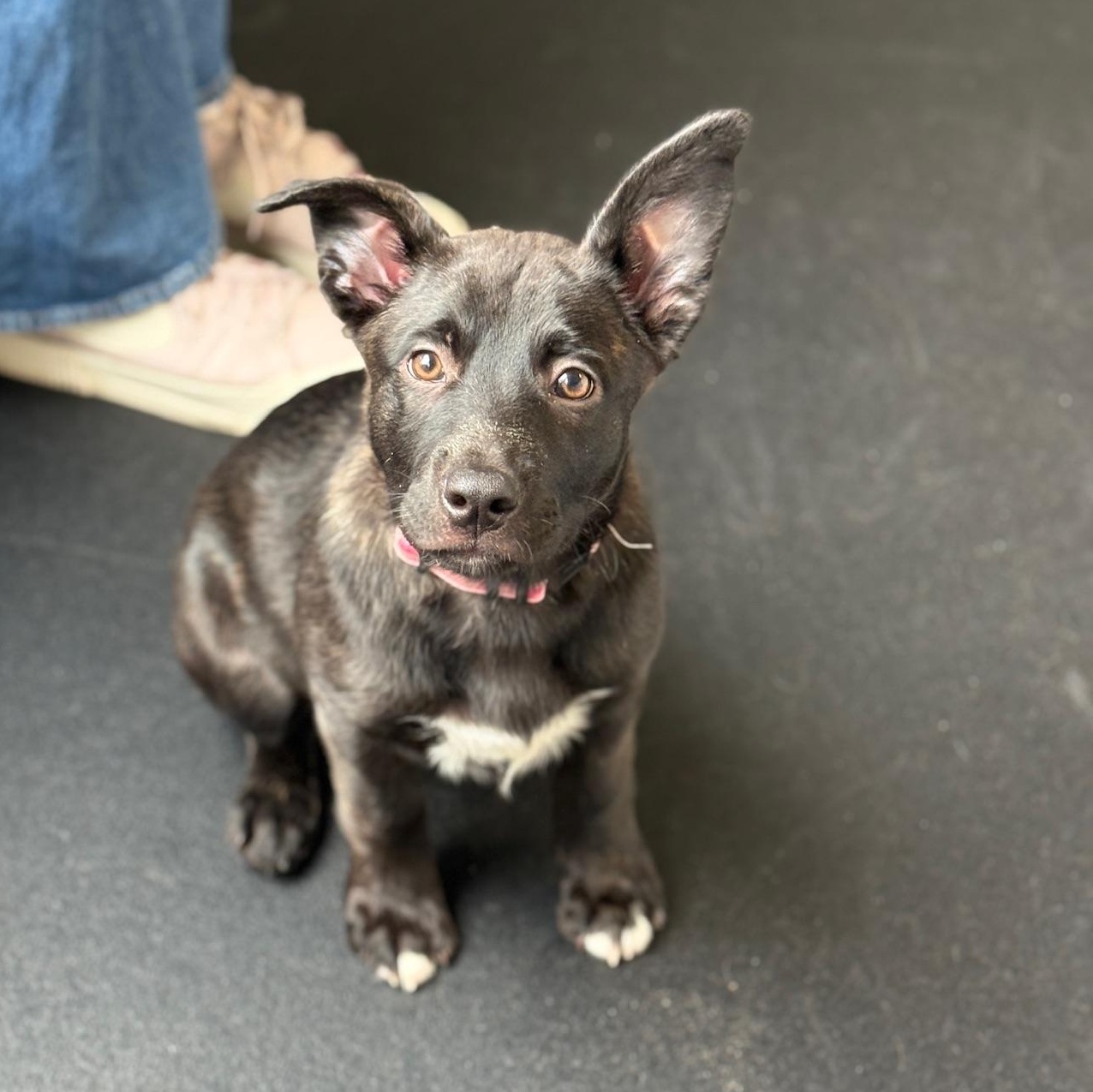 Enlarge Willow , an adopted mixed breed in Avon, CT image 2/6