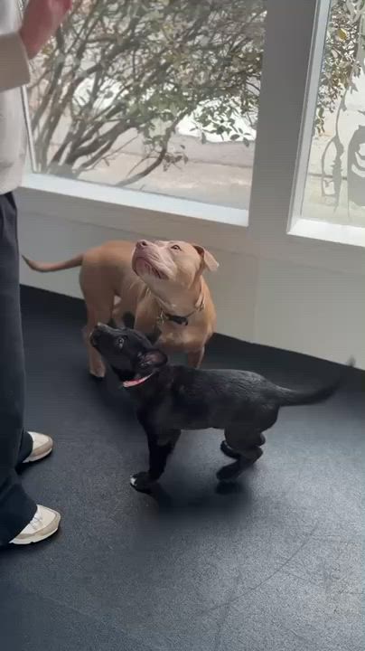 Enlarge Willow , an adopted mixed breed in Avon, CT video 4/6