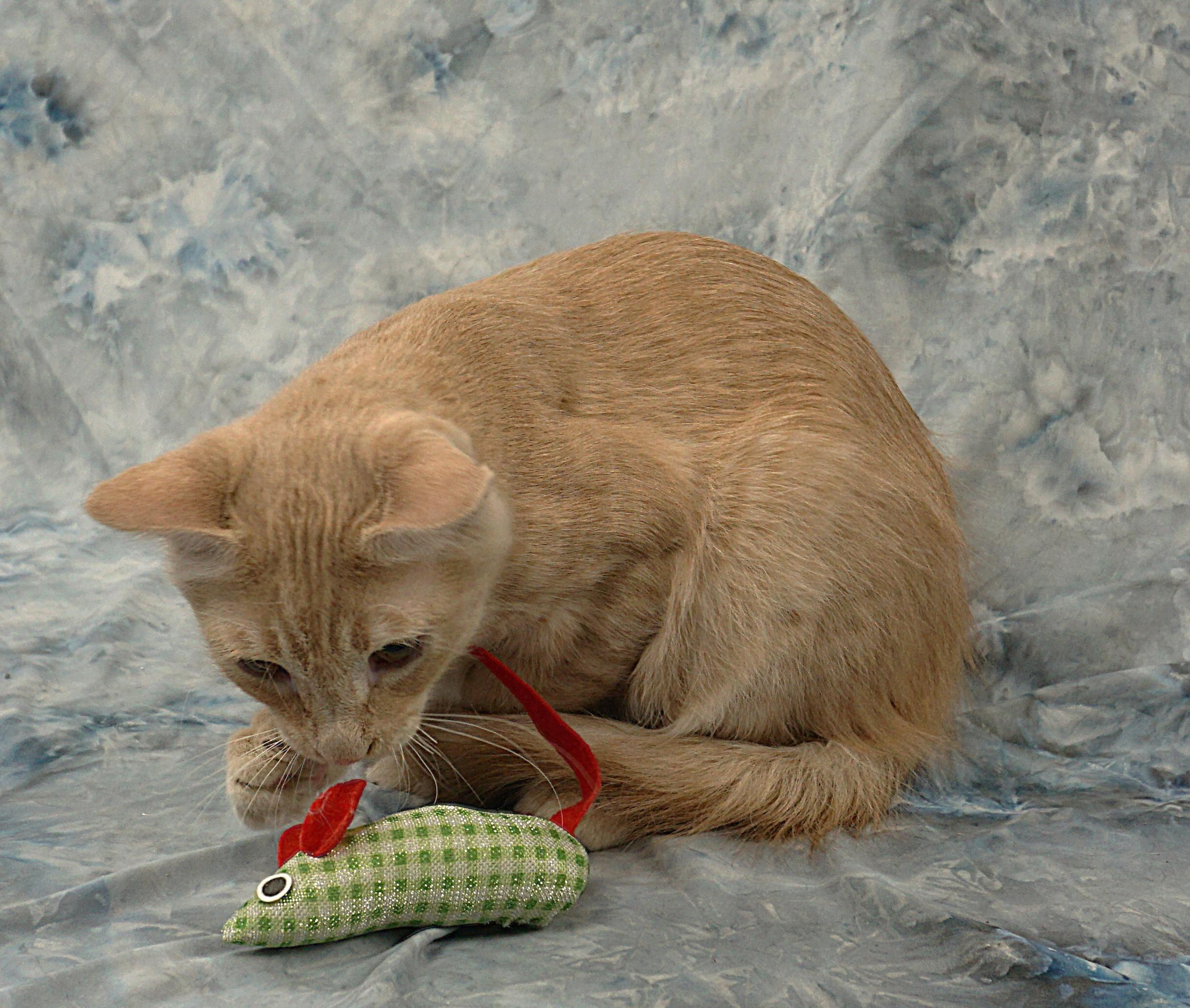 Enlarge VENDING - READ MY STORY, a ADOPTABLE mixed breed in Plano, TX image 5/5