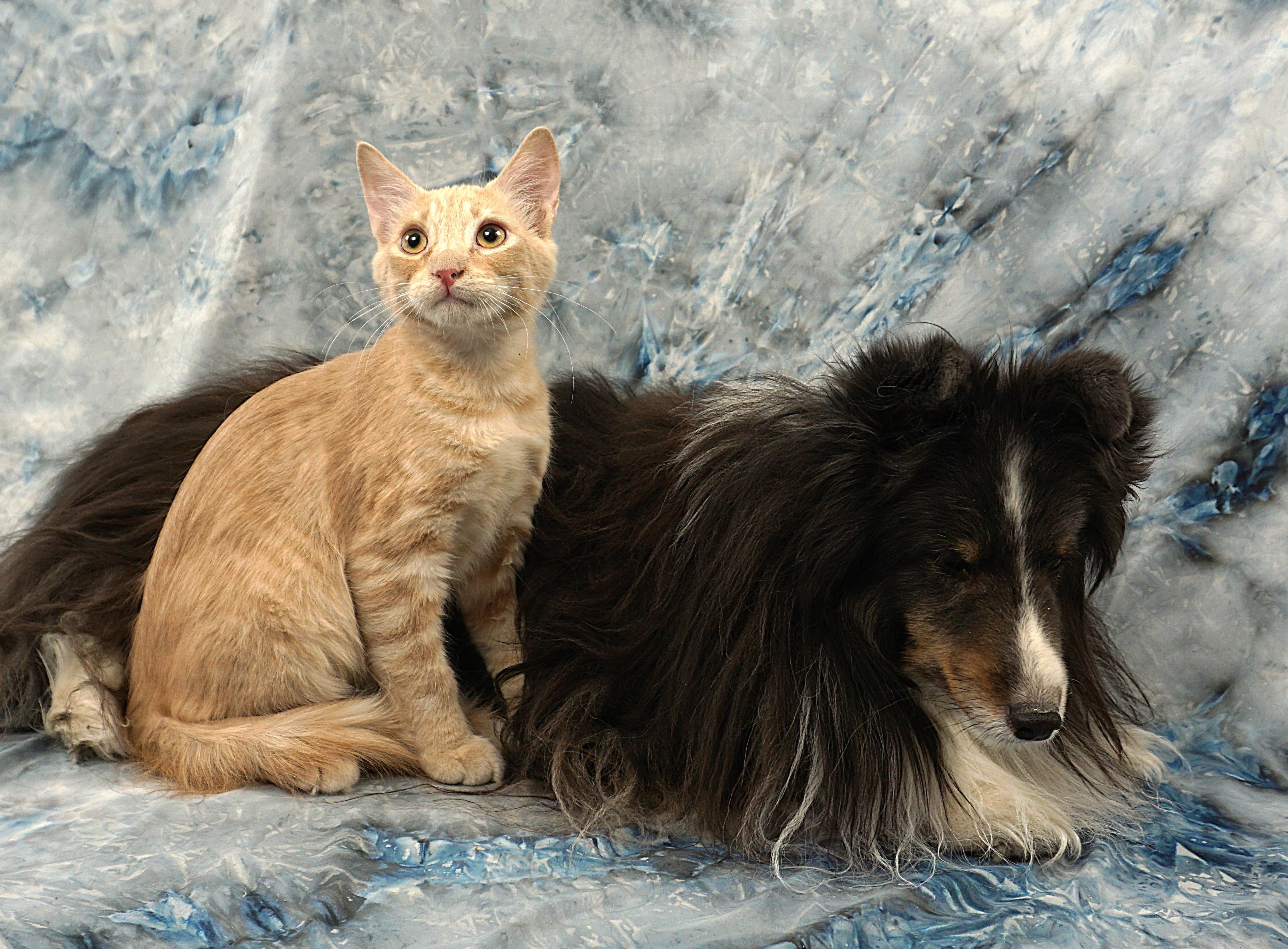 Enlarge VENDING - READ MY STORY, a ADOPTABLE mixed breed in Plano, TX image 2/5