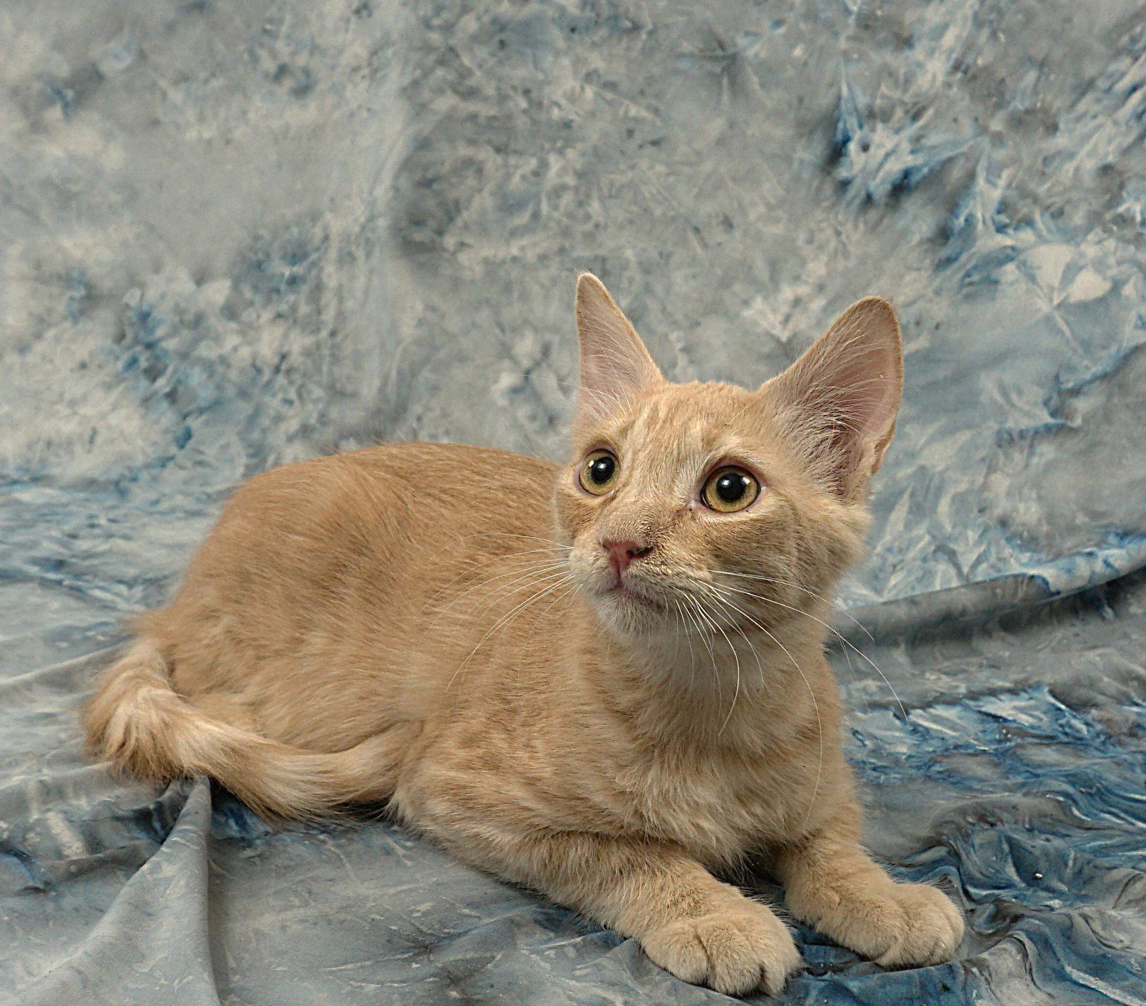 VENDING - READ MY STORY, ADOPTABLE, Young Male Domestic Medium Hair.