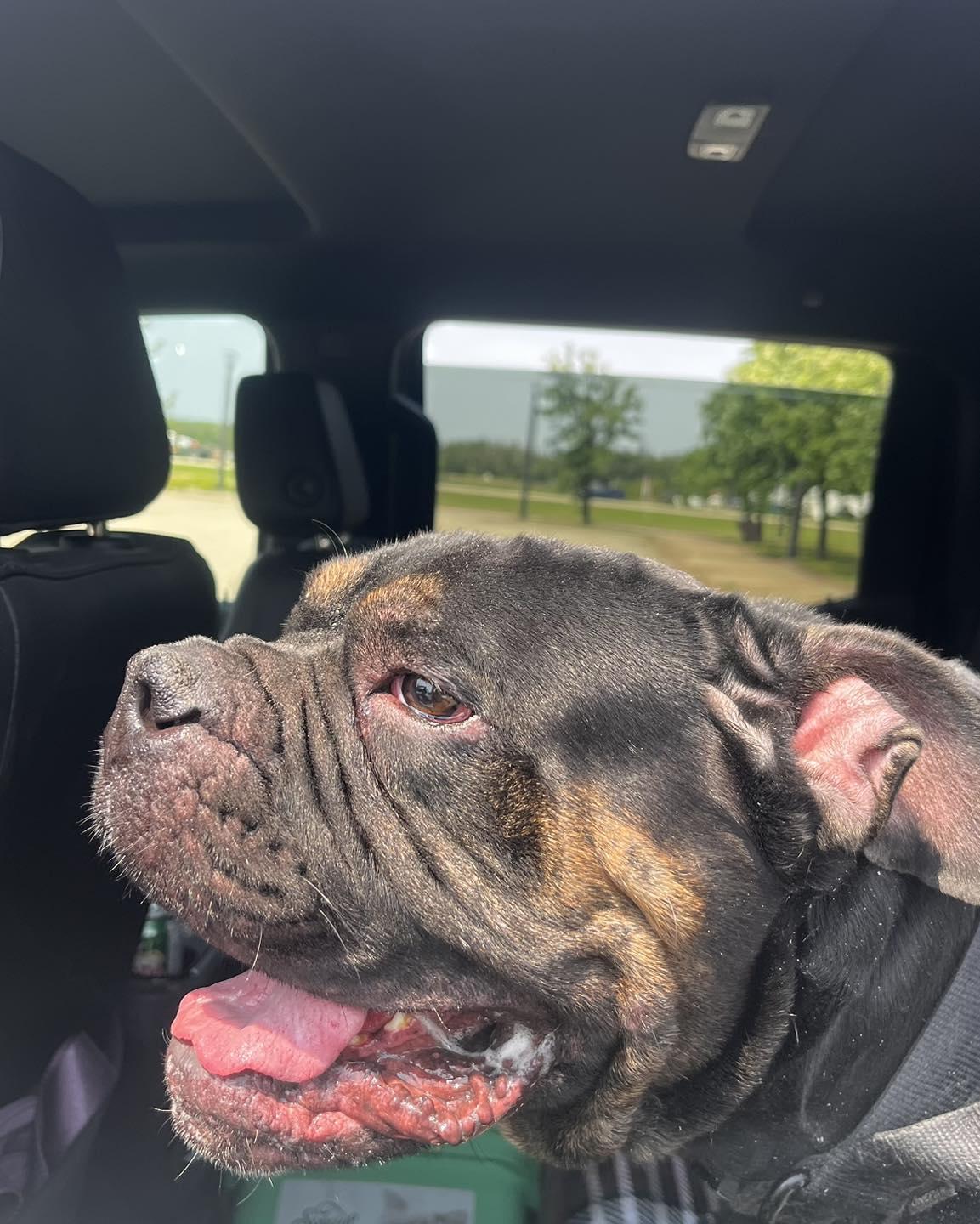 CHESS, Adoptable, Young Male English Bulldog.