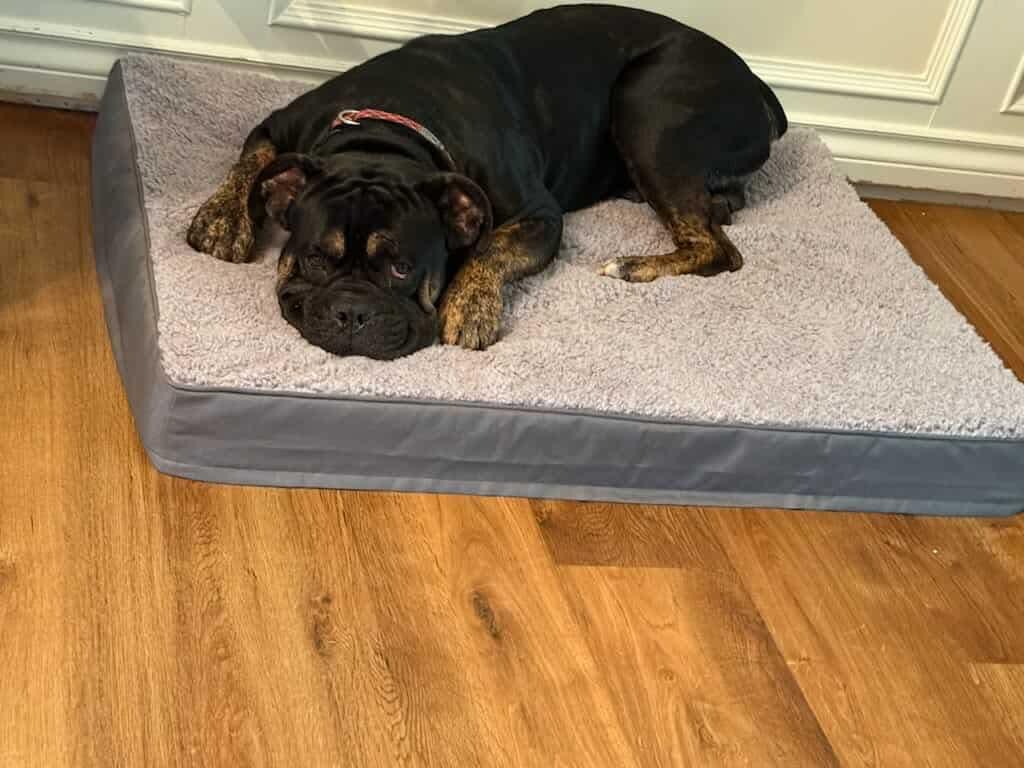 CHESS, an adoptable English Bulldog in Calgary, AB, T2Y 3W0 | Photo Image 2