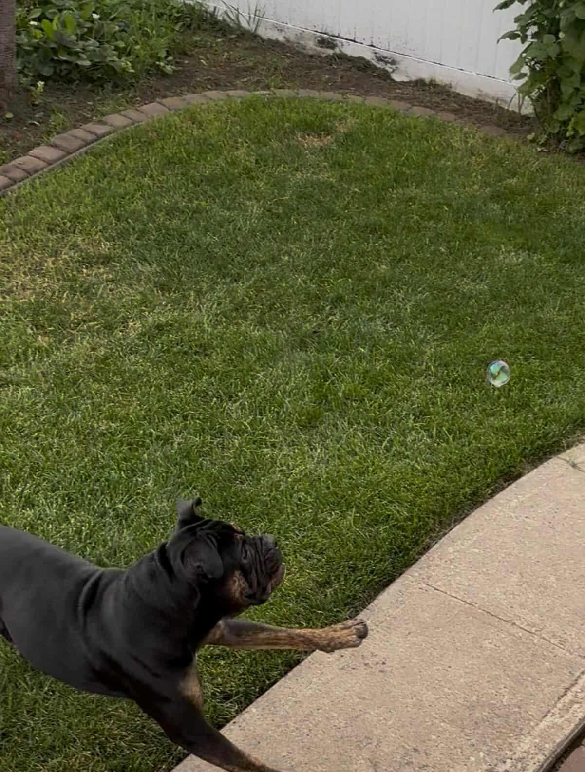 CHESS, an adoptable English Bulldog in Calgary, AB, T2Y 3W0 | Photo Image 5