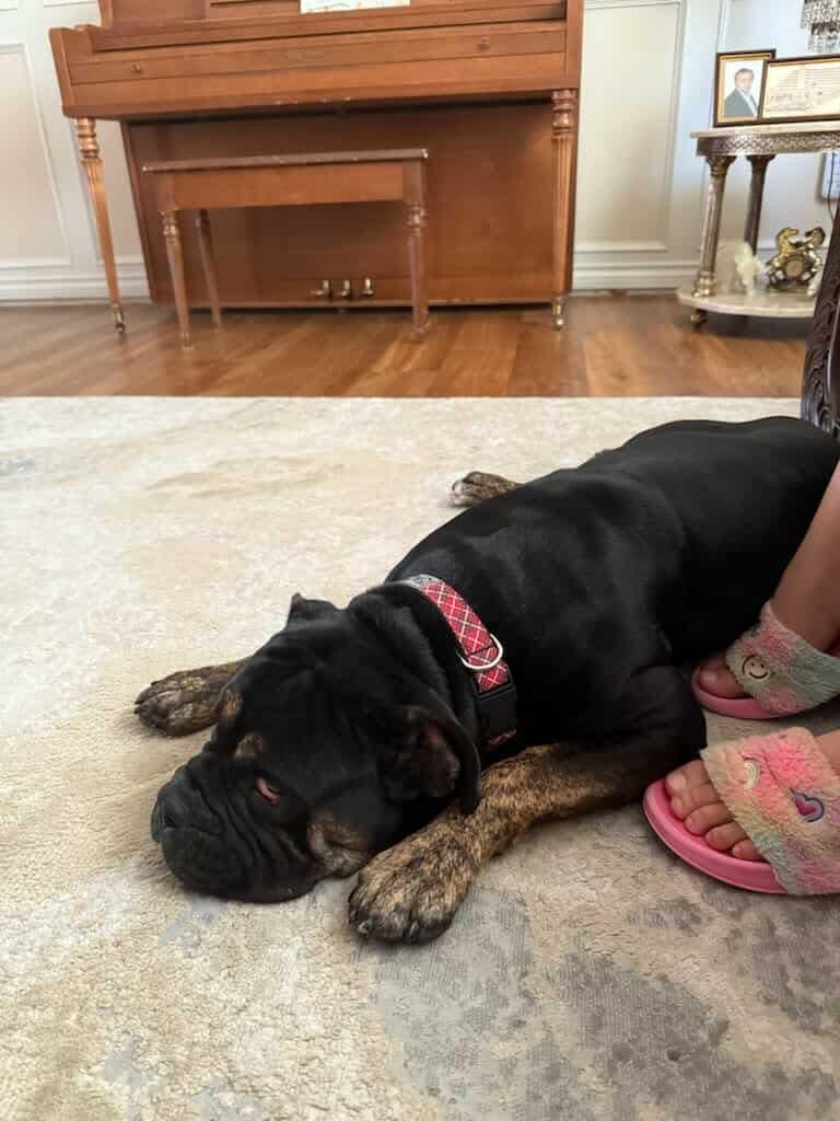 CHESS, an adoptable English Bulldog in Calgary, AB, T2Y 3W0 | Photo Image 6