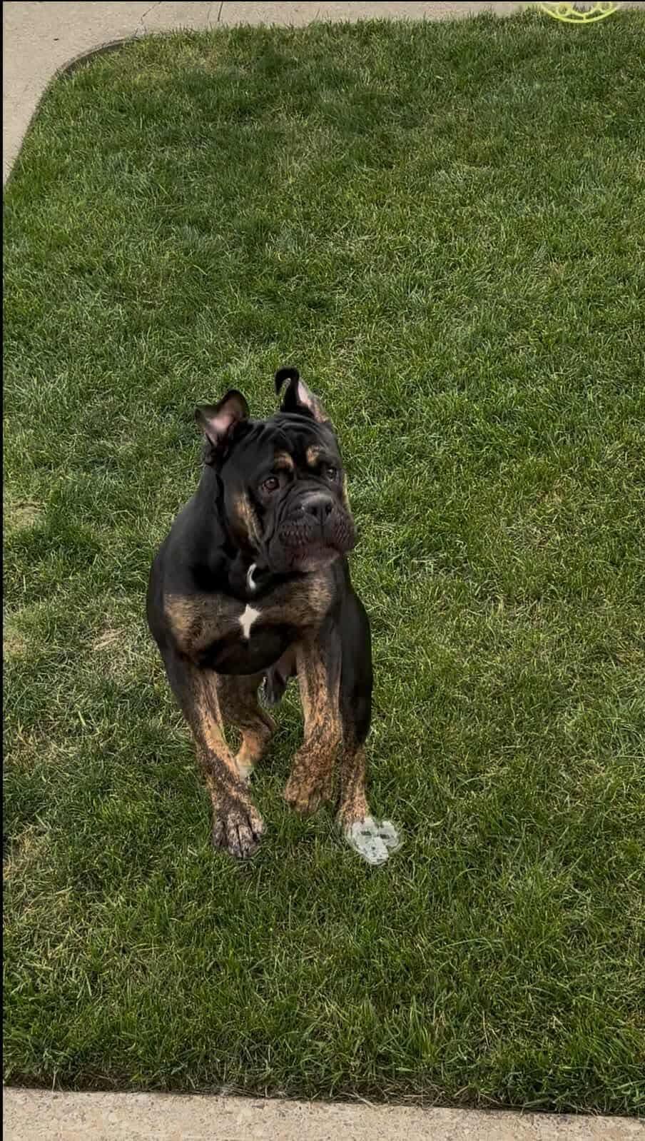 CHESS, an adoptable English Bulldog in Calgary, AB, T2Y 3W0 | Photo Image 4
