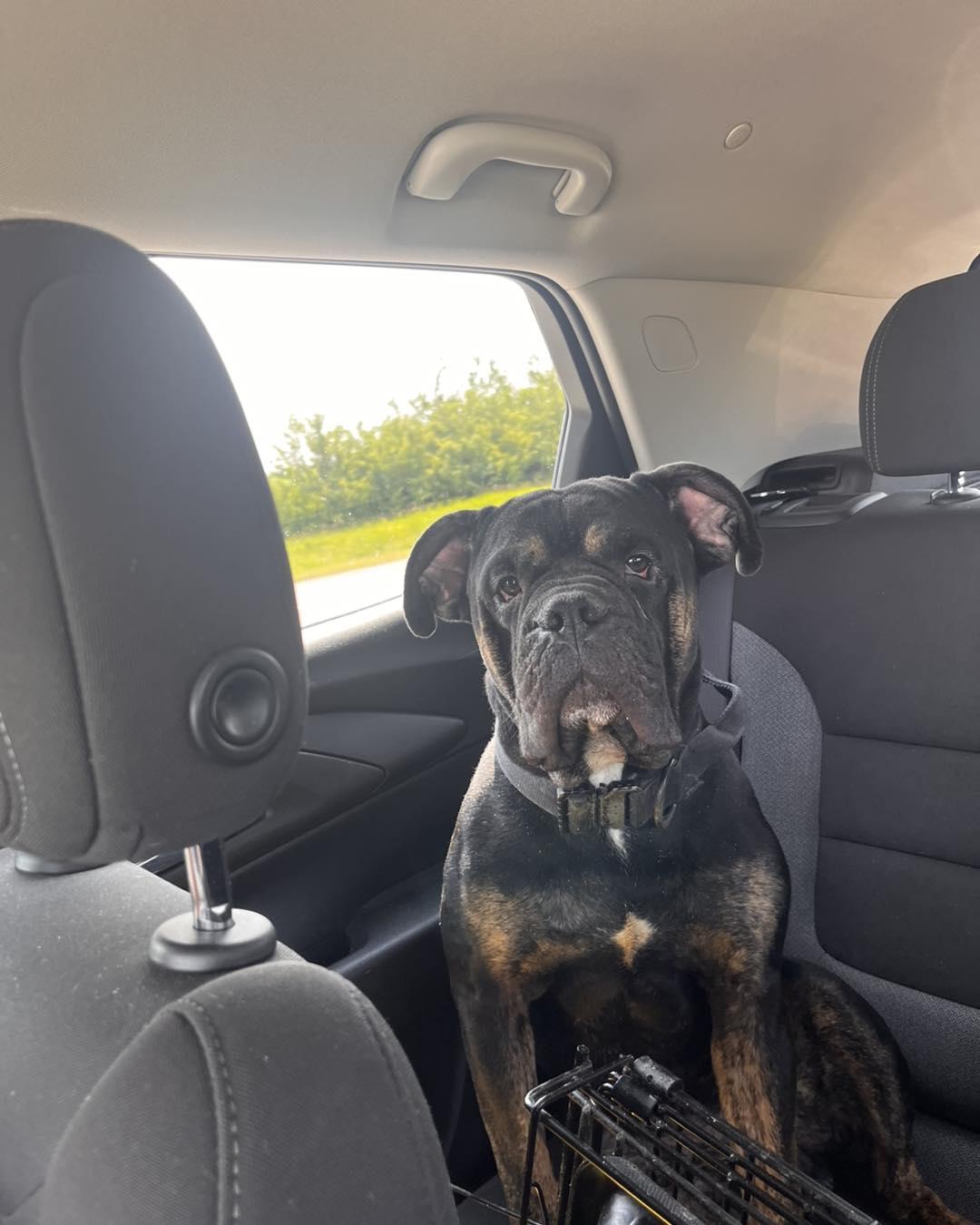 Enlarge CHESS, a Adoptable English Bulldog in Calgary, AB image 6/6