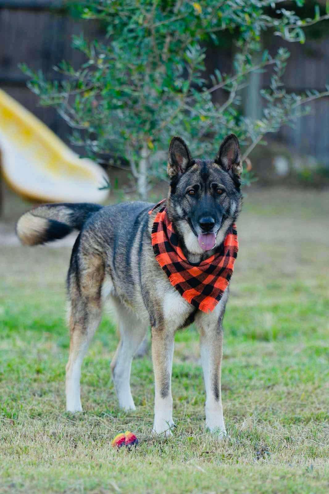 MISS LILY, an adoptable German Shepherd Dog, Husky in Woodburn, OR, 97071 | Photo Image 5