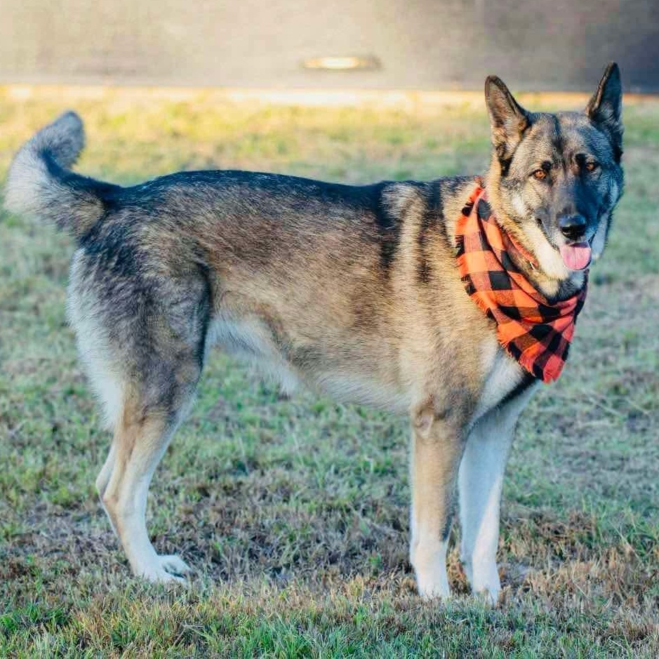 MISS LILY, an adoptable German Shepherd Dog, Husky in Woodburn, OR, 97071 | Photo Image 1