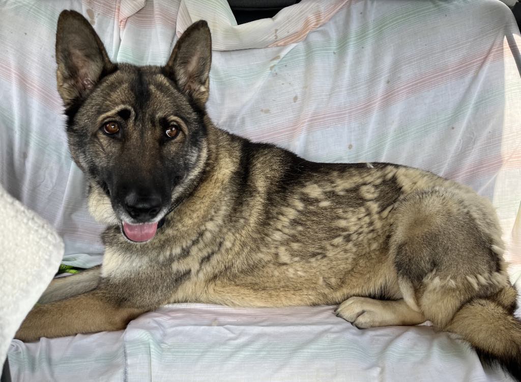 MISS LILY, an adoptable German Shepherd Dog, Husky in Woodburn, OR, 97071 | Photo Image 3