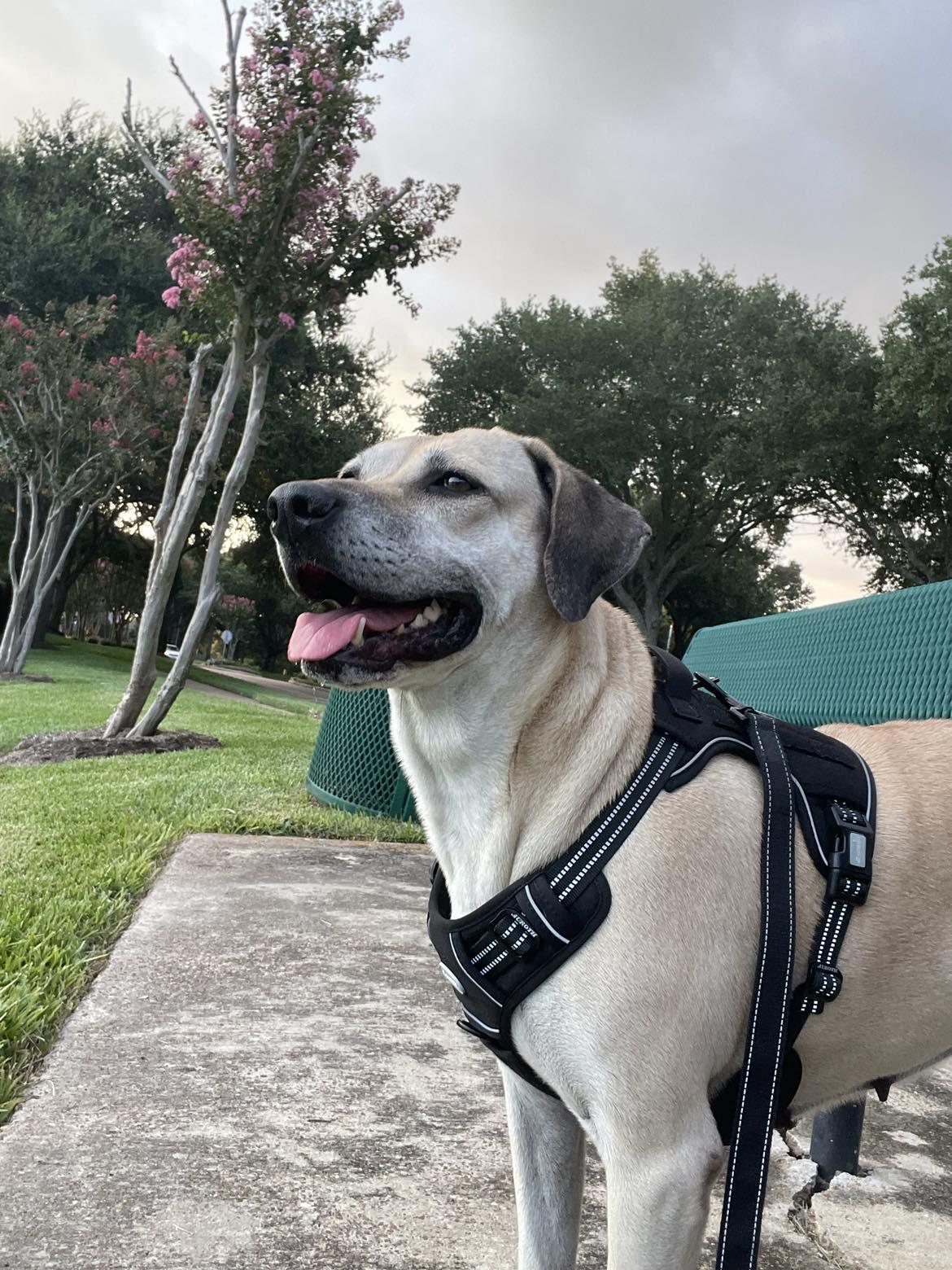 Coco, Adult Female Hound