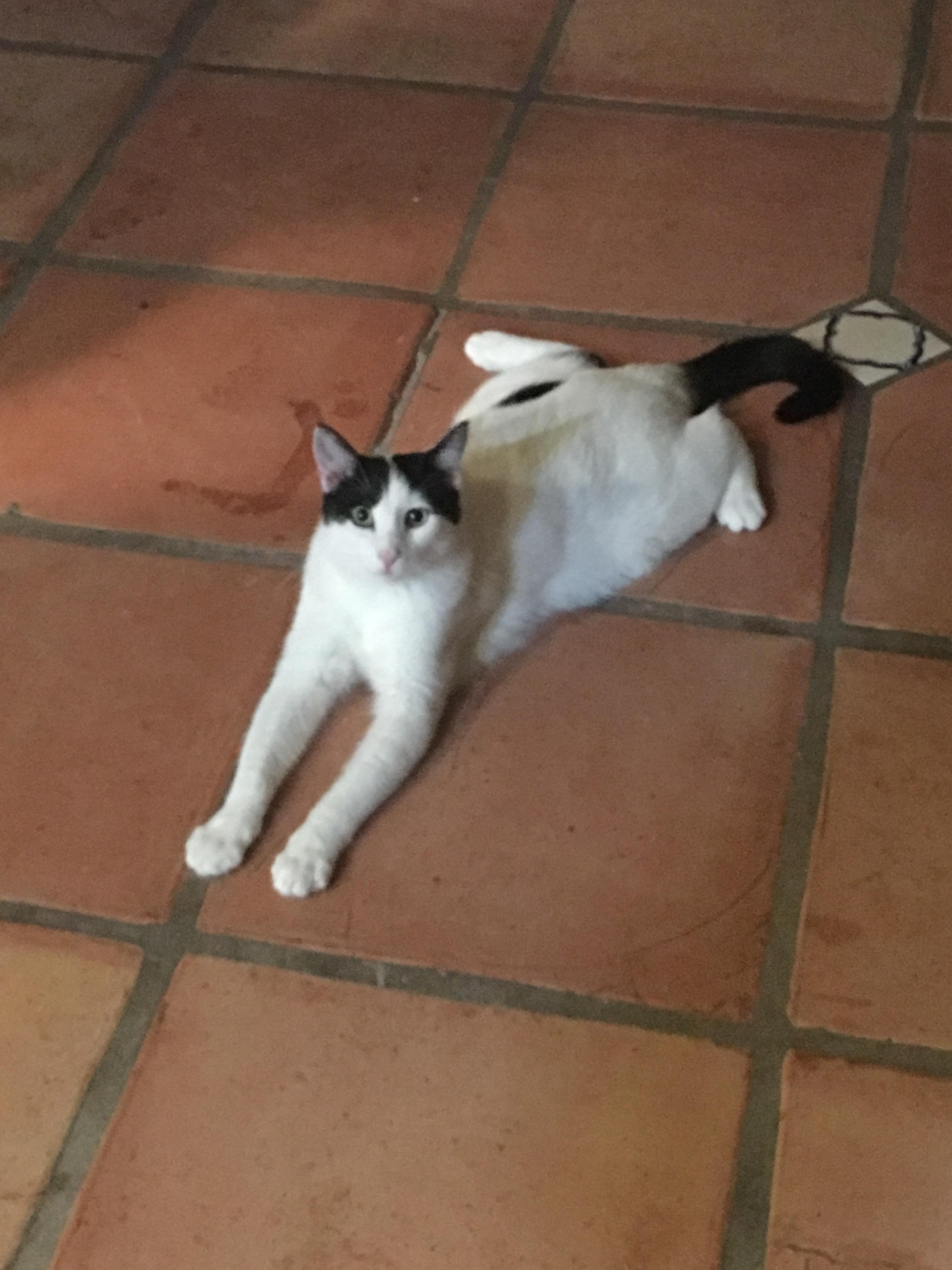 Enlarge Max, a Adopted Domestic Short Hair in Tucson, AZ image 4/6