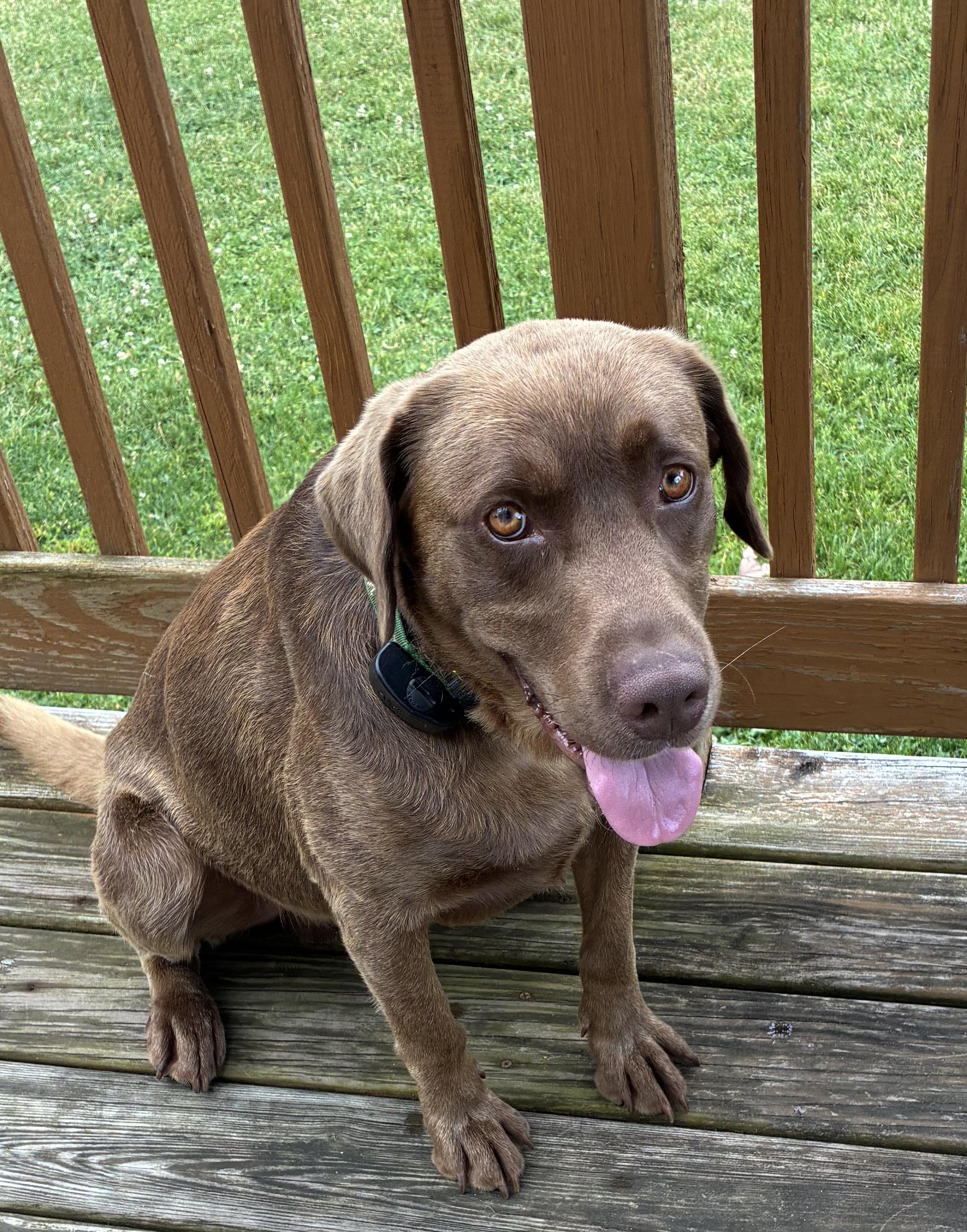 Enlarge Asa, a ADOPTABLE mixed breed in Saratoga Springs, NY image 5/5