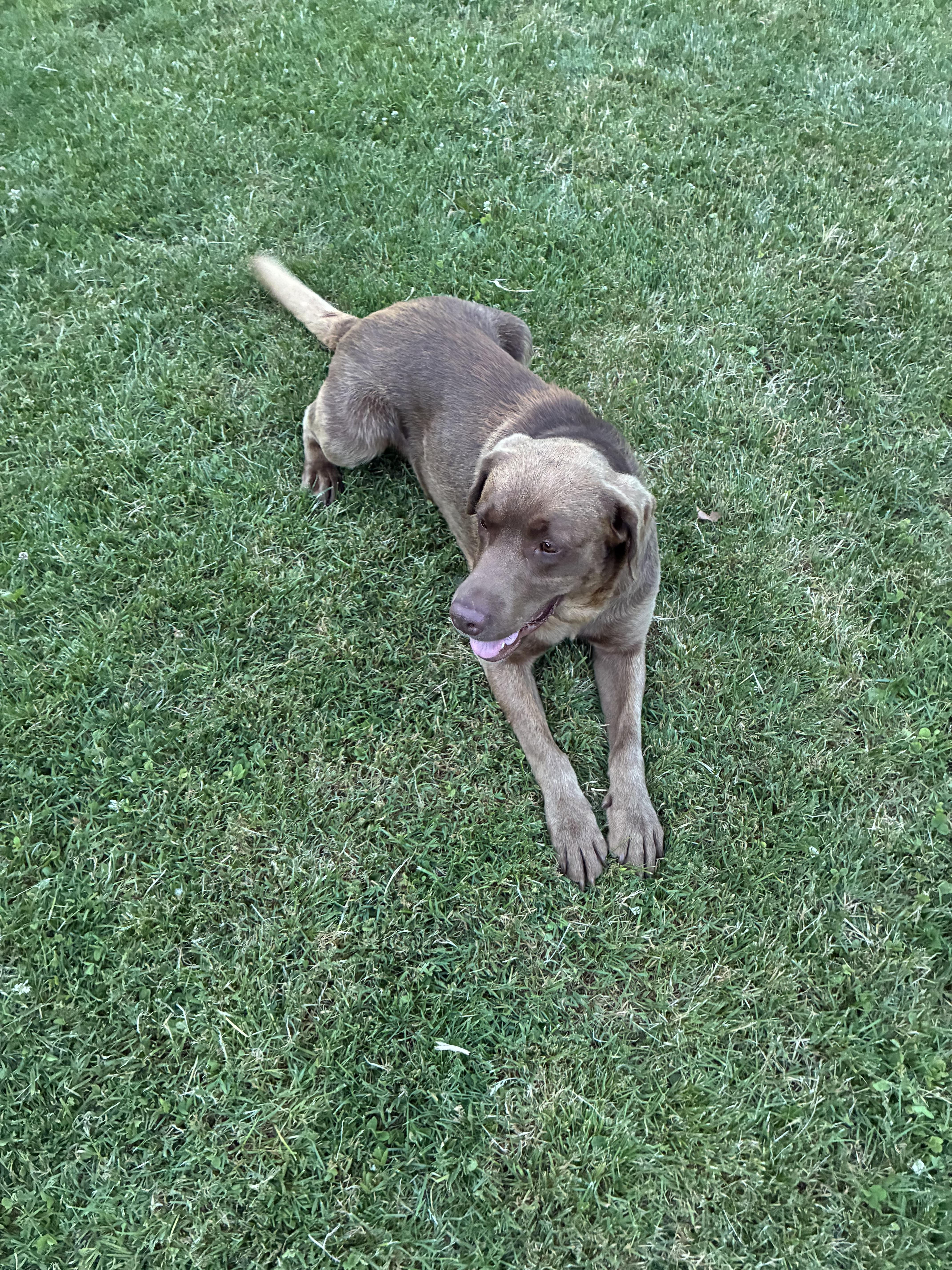 Enlarge Asa, a ADOPTABLE mixed breed in Saratoga Springs, NY image 4/5
