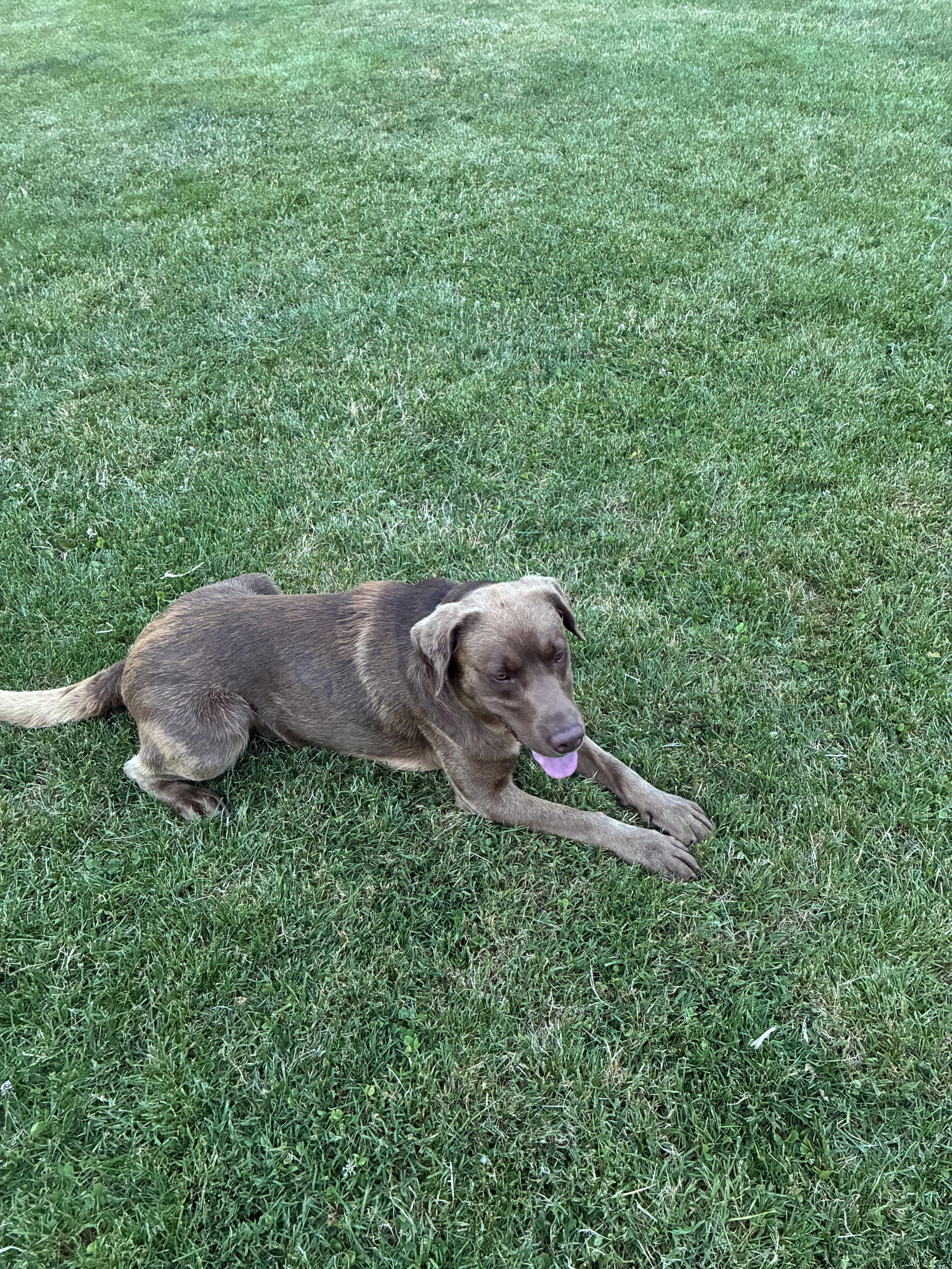 Enlarge Asa, a ADOPTABLE mixed breed in Saratoga Springs, NY image 2/5
